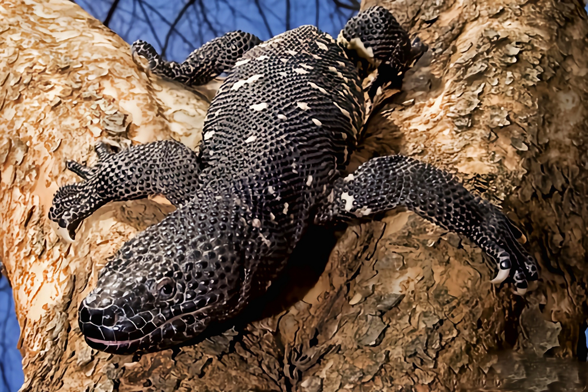 跨年创作挑战赛# 珠毒蜥是体型最大的毒蜥,它的毒牙在下颌,毒液通过