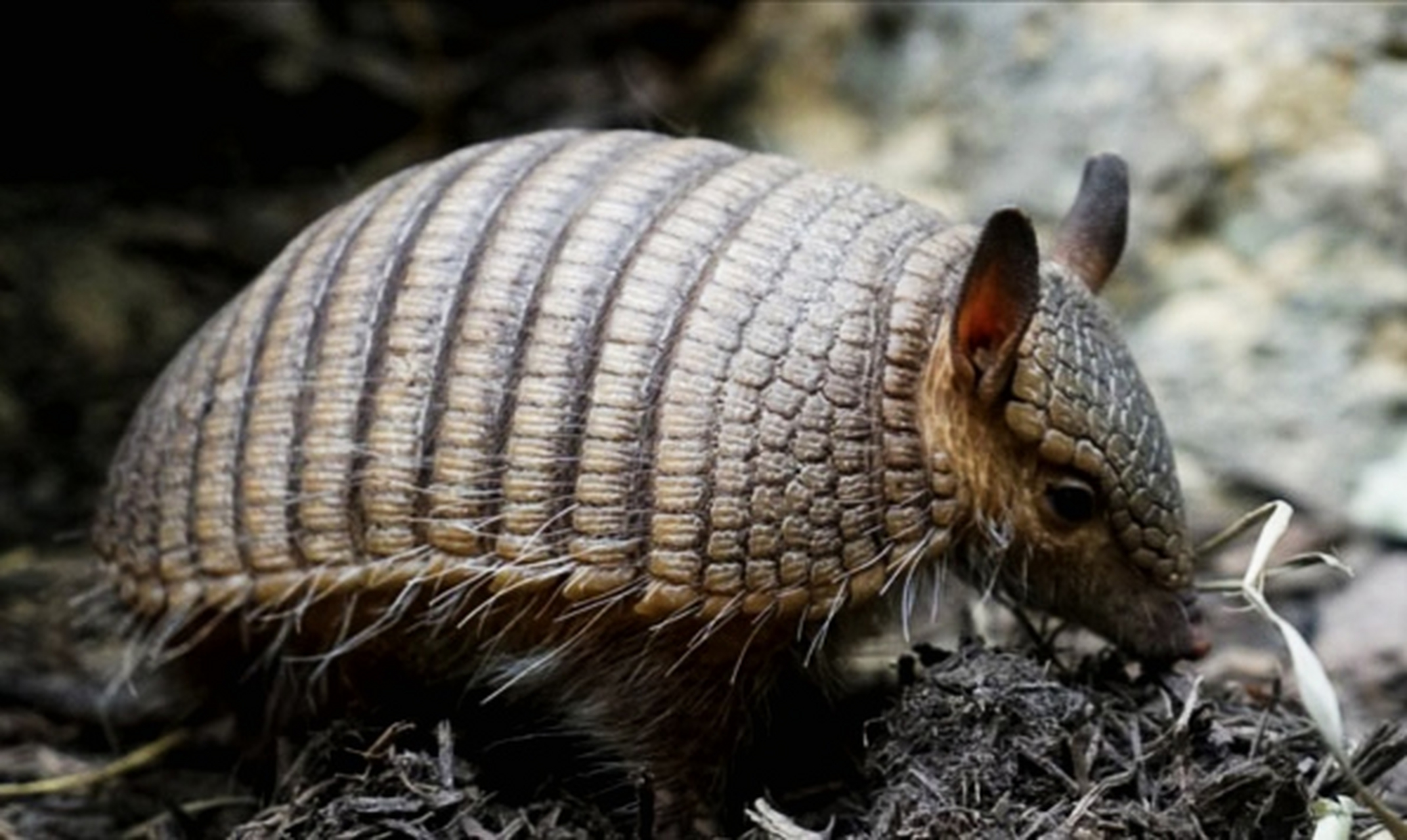 跨年创作挑战赛# 长毛犰狳生活在南美洲的森林,草原,半荒漠地区,共有