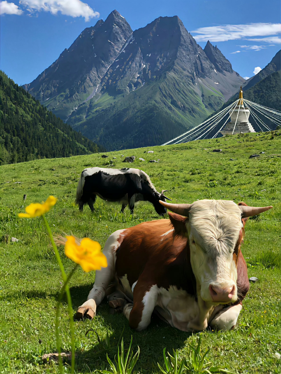 高山草原,牛羊马群,蓝天碧水,无不令人心生欢喜