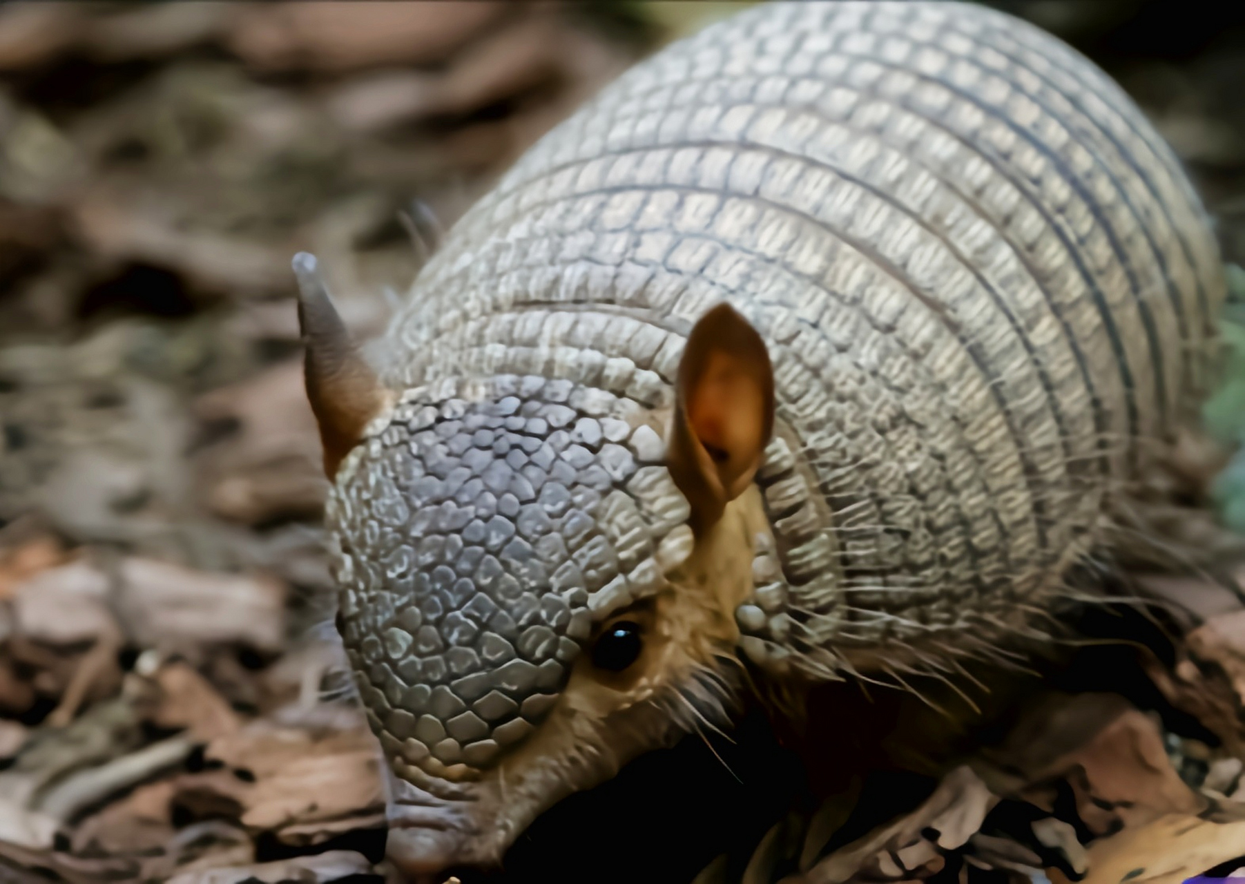 跨年创作挑战赛# 长毛犰狳生活在南美洲的森林,草原,半荒漠地区,共有