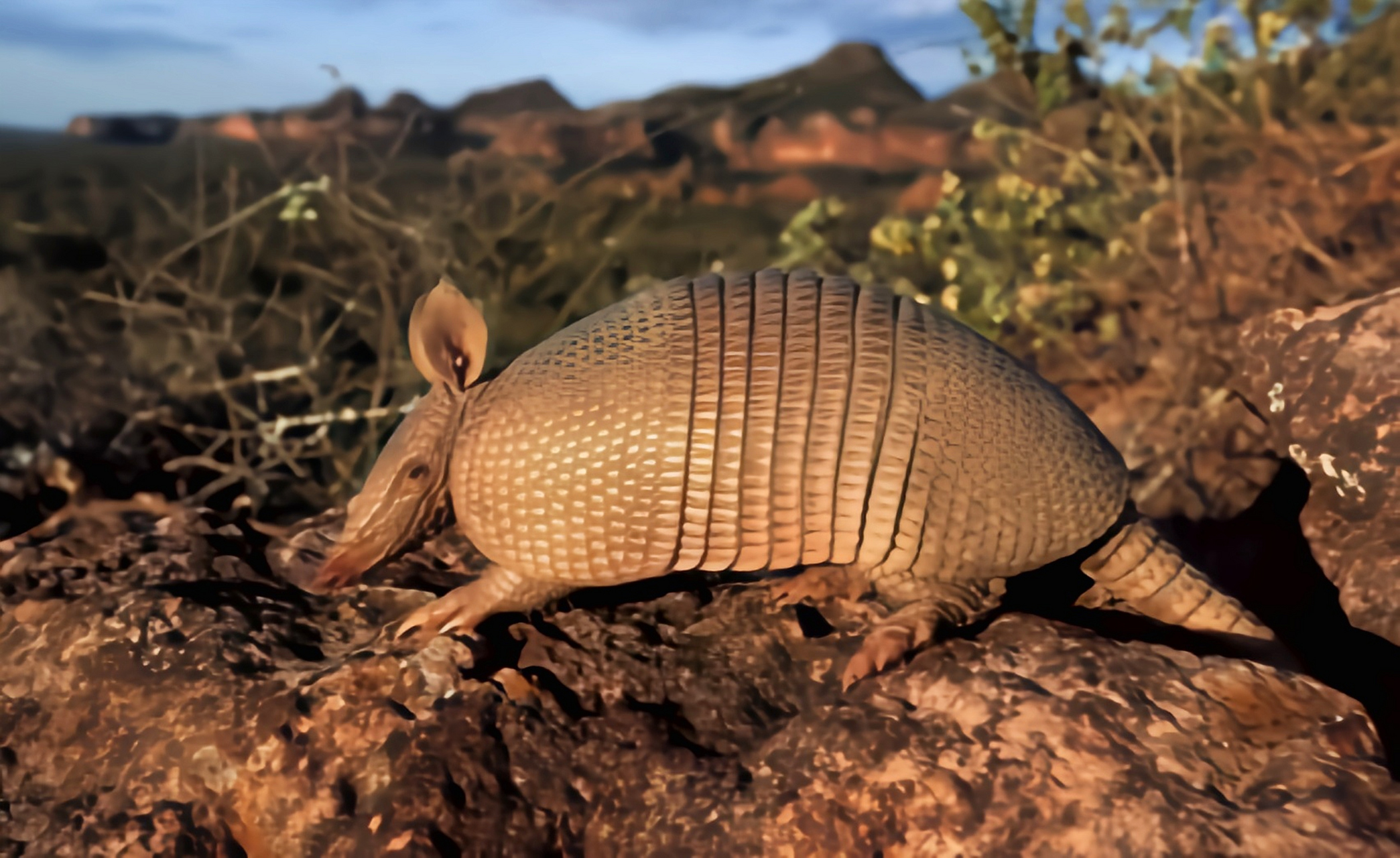 跨年创作挑战赛# 七带犰狳别名巴西小长鼻犰狳.