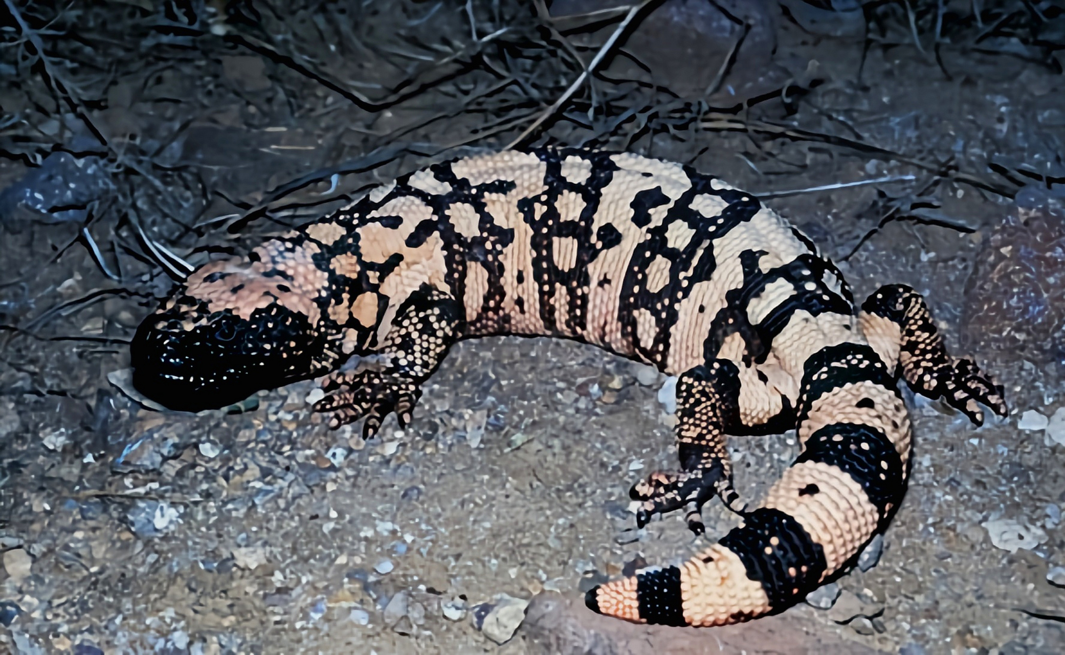 跨年创作挑战赛# 吉拉毒蜥别名钝尾毒蜥,共有2个亚种.