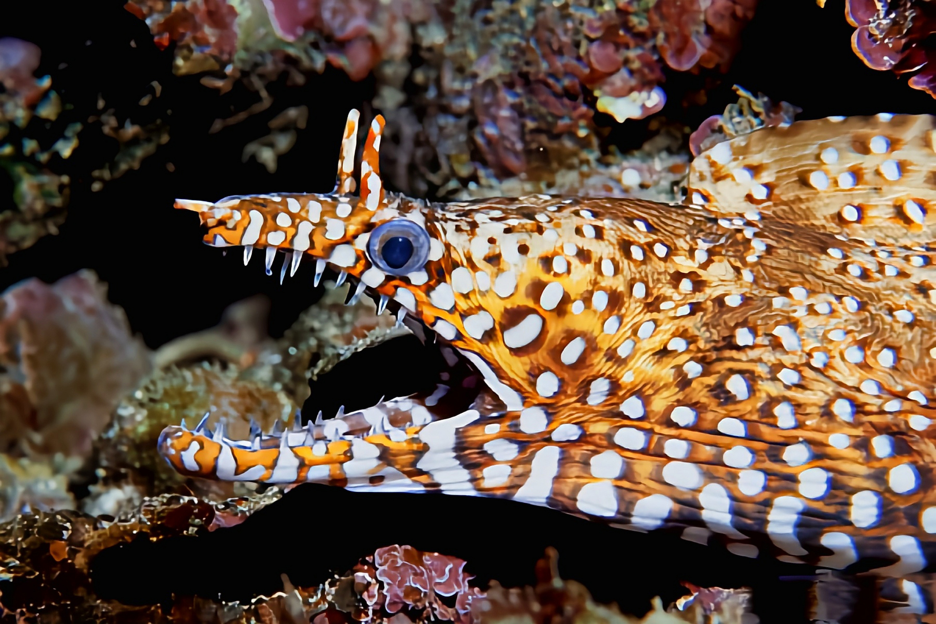 跨年创作挑战赛# 夏威夷龙鳗别名豹纹鳗,生活在印度洋,太平洋热带的