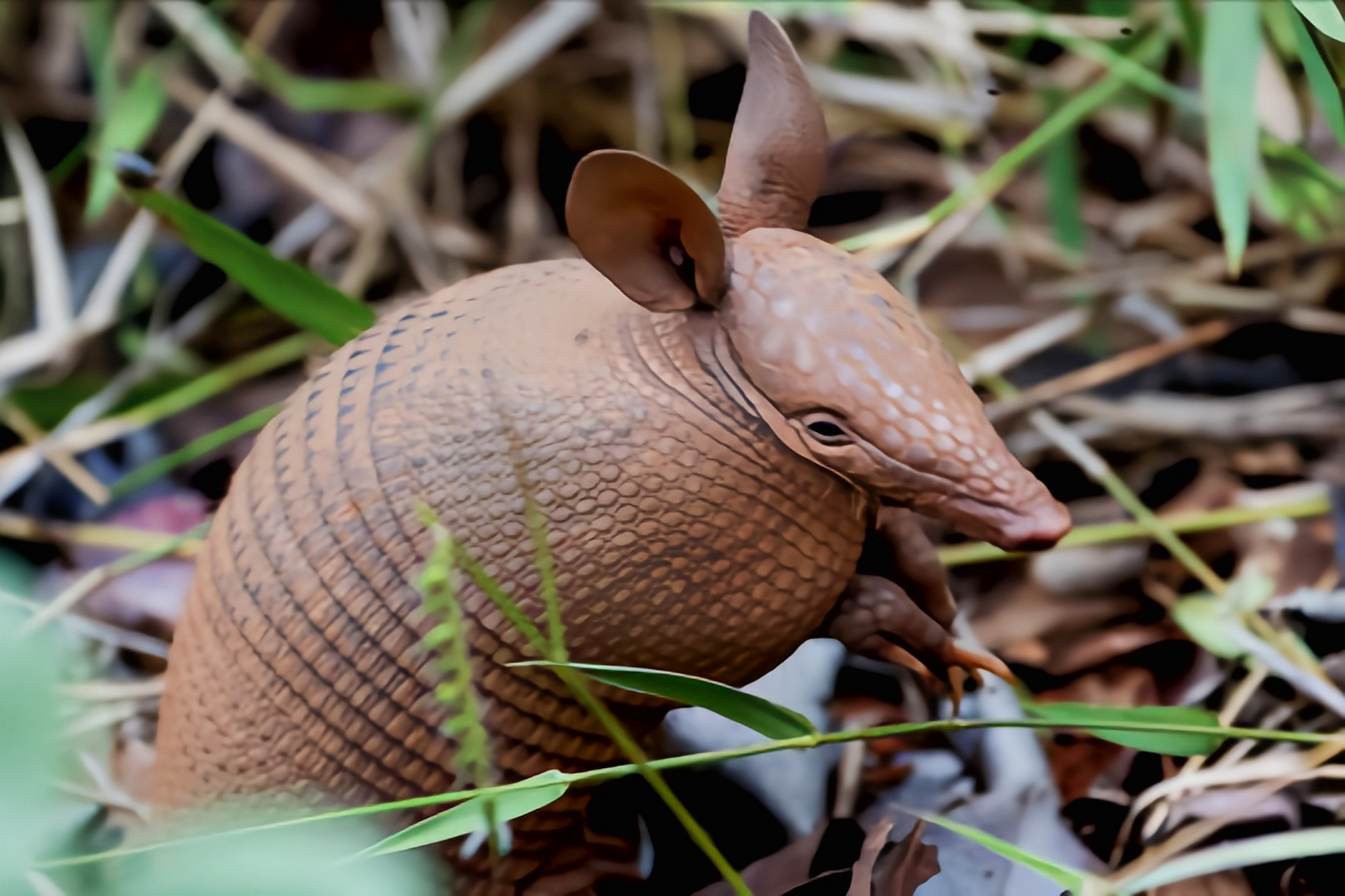 跨年创作挑战赛# 七带犰狳别名巴西小长鼻犰狳.