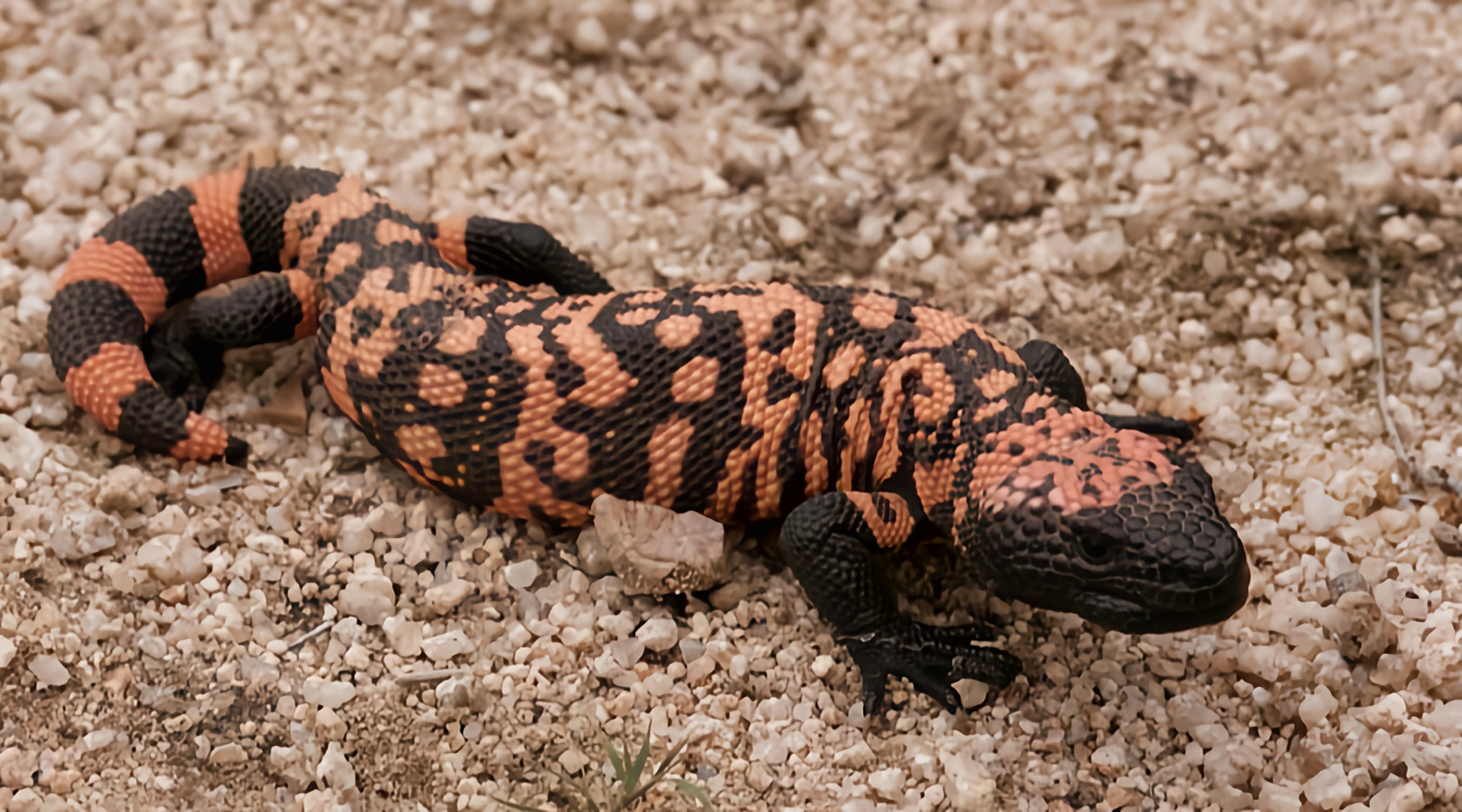 跨年创作挑战赛# 吉拉毒蜥别名钝尾毒蜥,共有2个亚种.