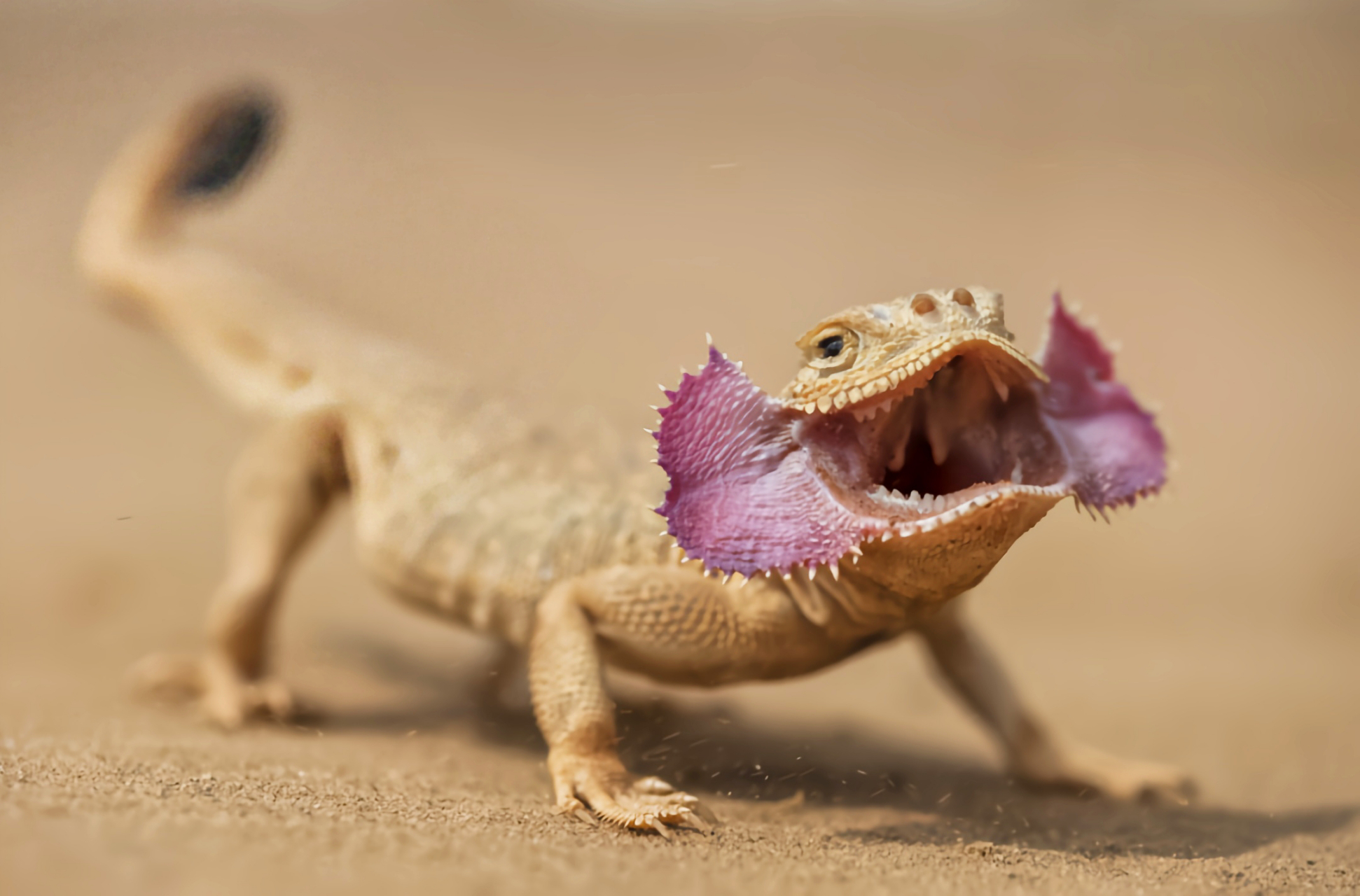 大耳沙蜥是我国一级重点保护动物,在我国仅分布于新疆