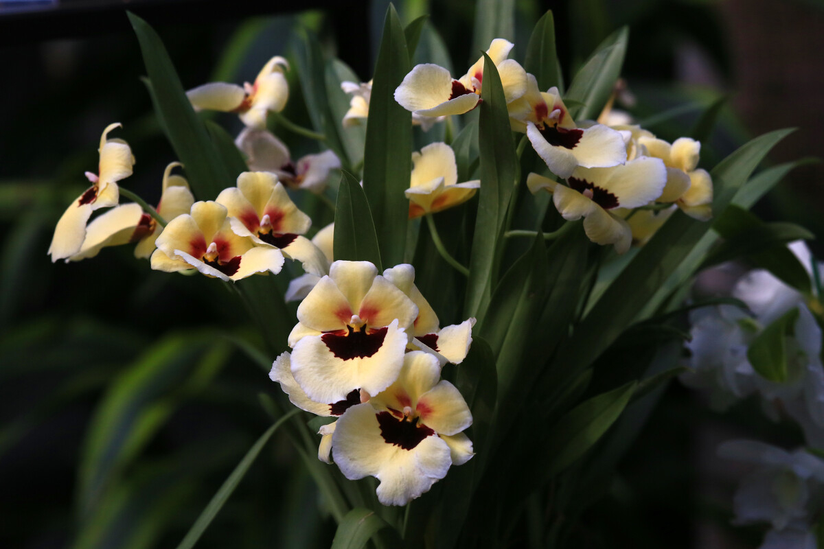兰花草:寓意深远的静谧之花