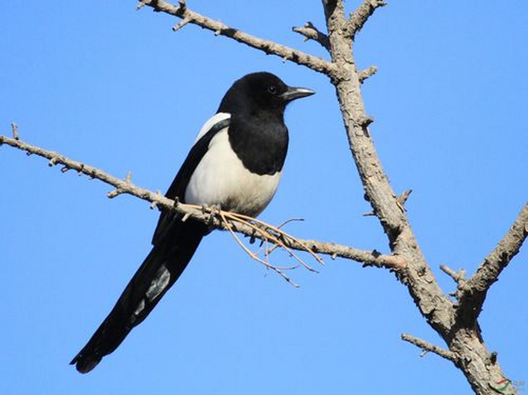 喜鹊,吉祥幸福的象征!聪明绝顶的黑白小鸟常出没于中国和东南亚.