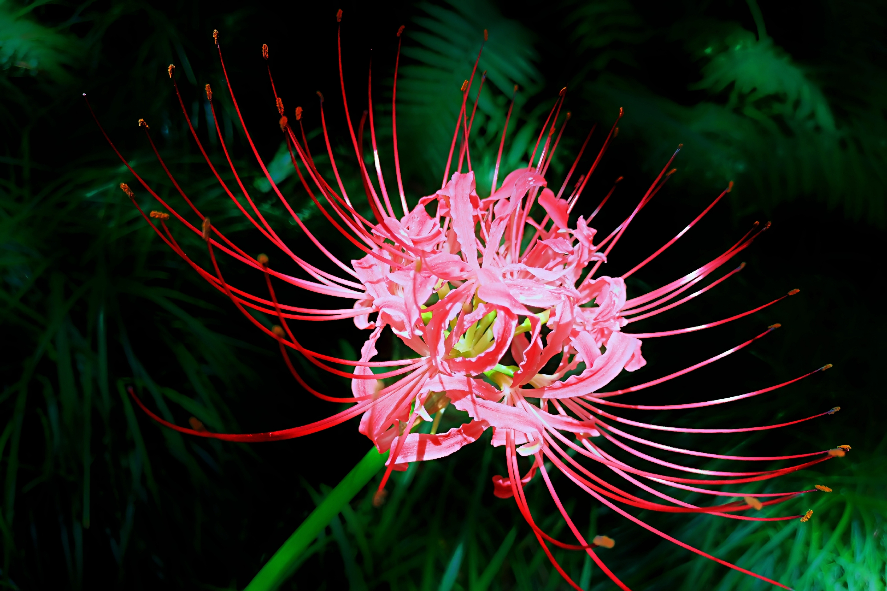 彼岸花:寓意与花语的深邃之美