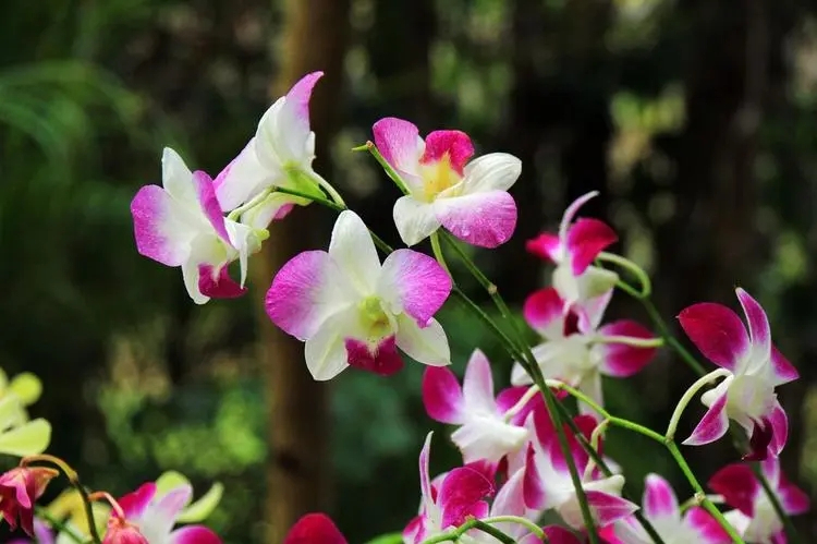 兰花草:寓意深远的静谧之花