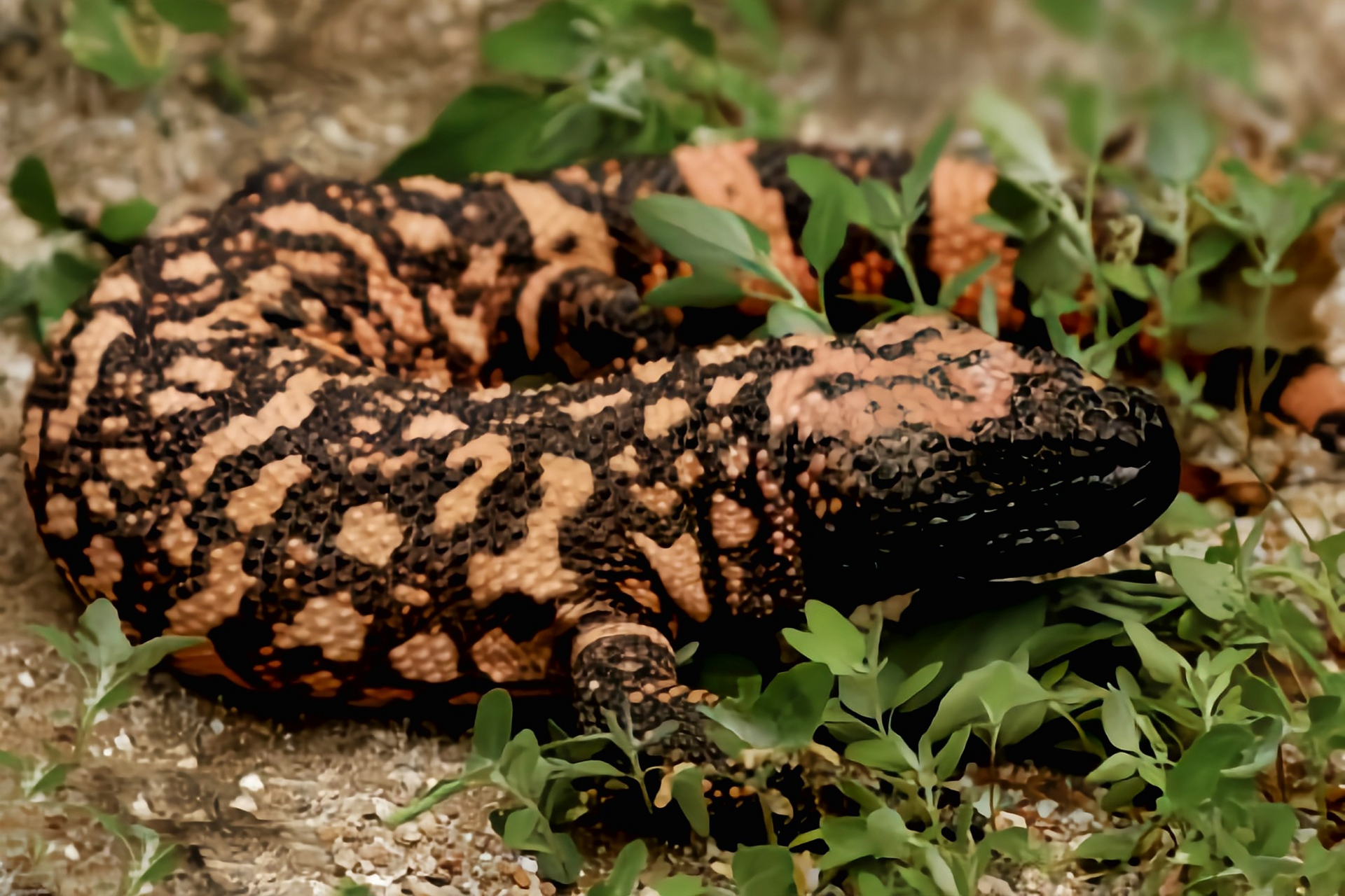 跨年创作挑战赛# 吉拉毒蜥别名钝尾毒蜥,共有2个亚种.