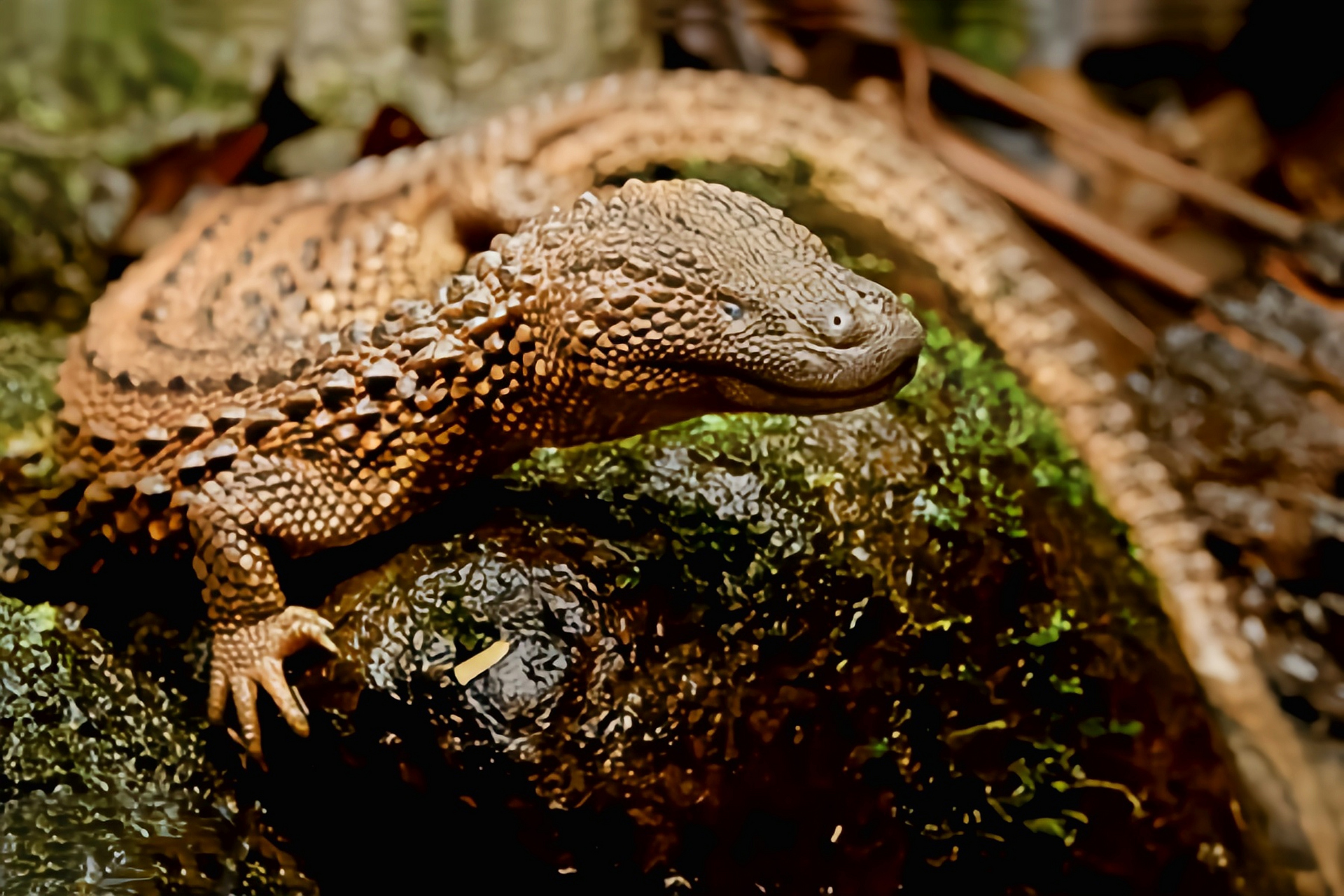 跨年创作挑战赛# 无耳巨蜥别名婆罗无耳蜥,因无外耳孔而得名.