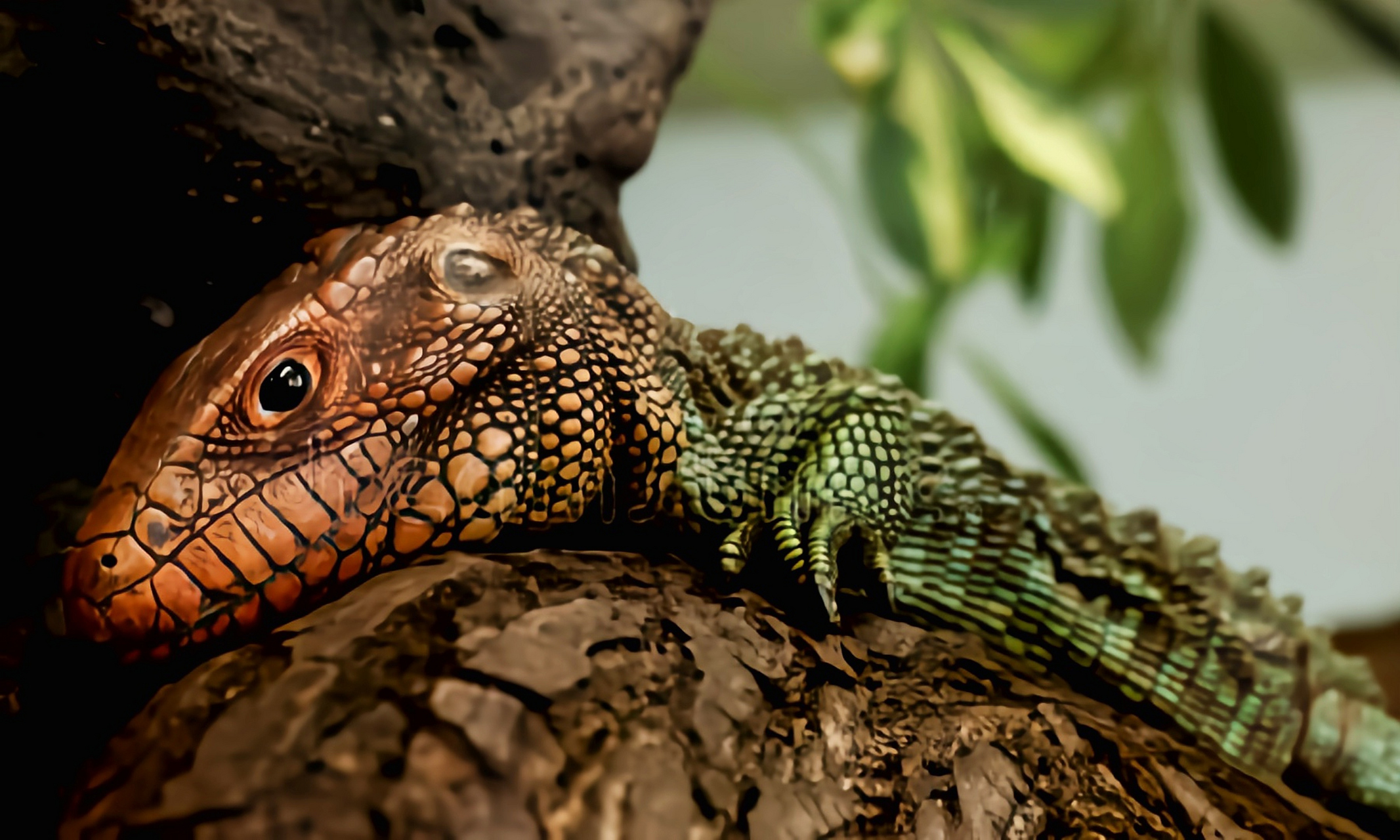 挑战赛# 闪光蜥别名南美鳄蜥,生活在南美洲亚马逊河流域的热带雨林中