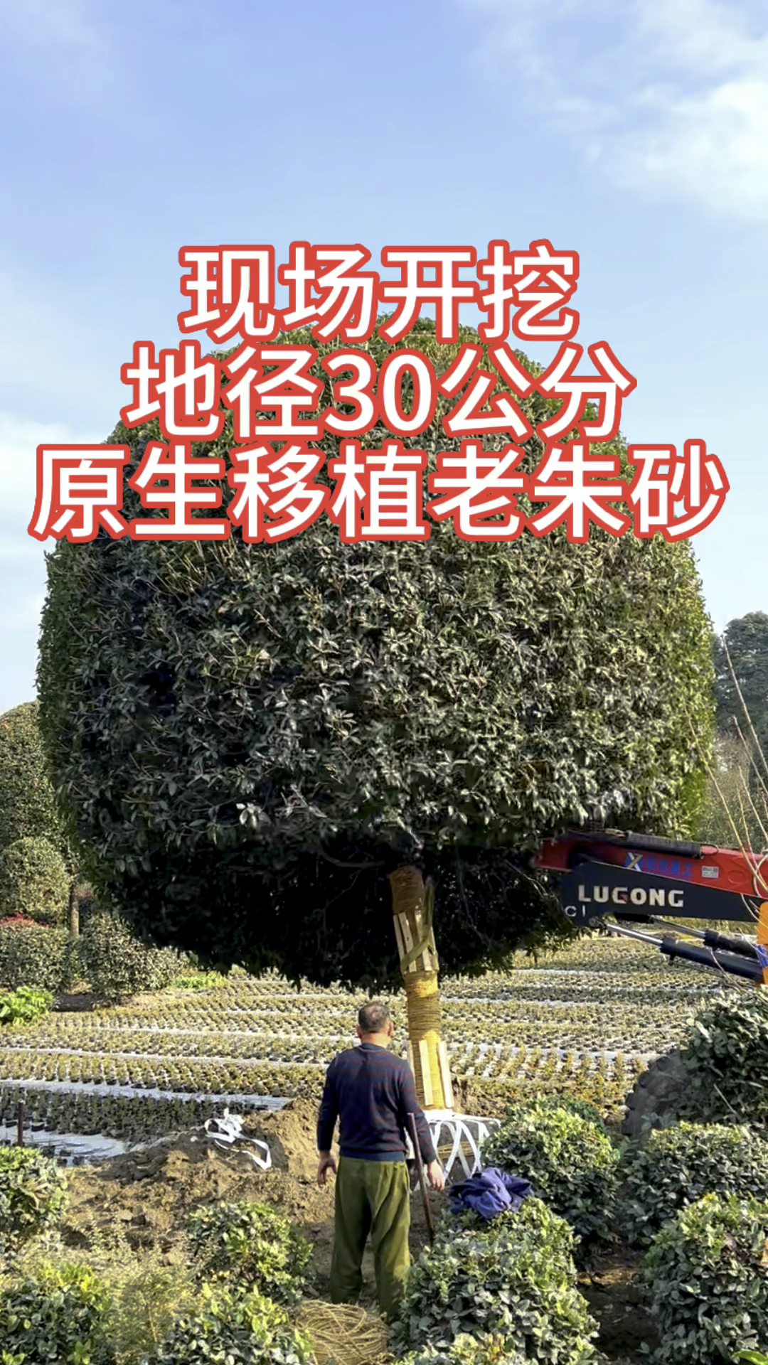 地径30公分的大红朱砂桂,现场拍摄-度小视