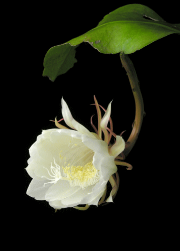 家里当然可以养昙花,不过需要注意一些养护要点