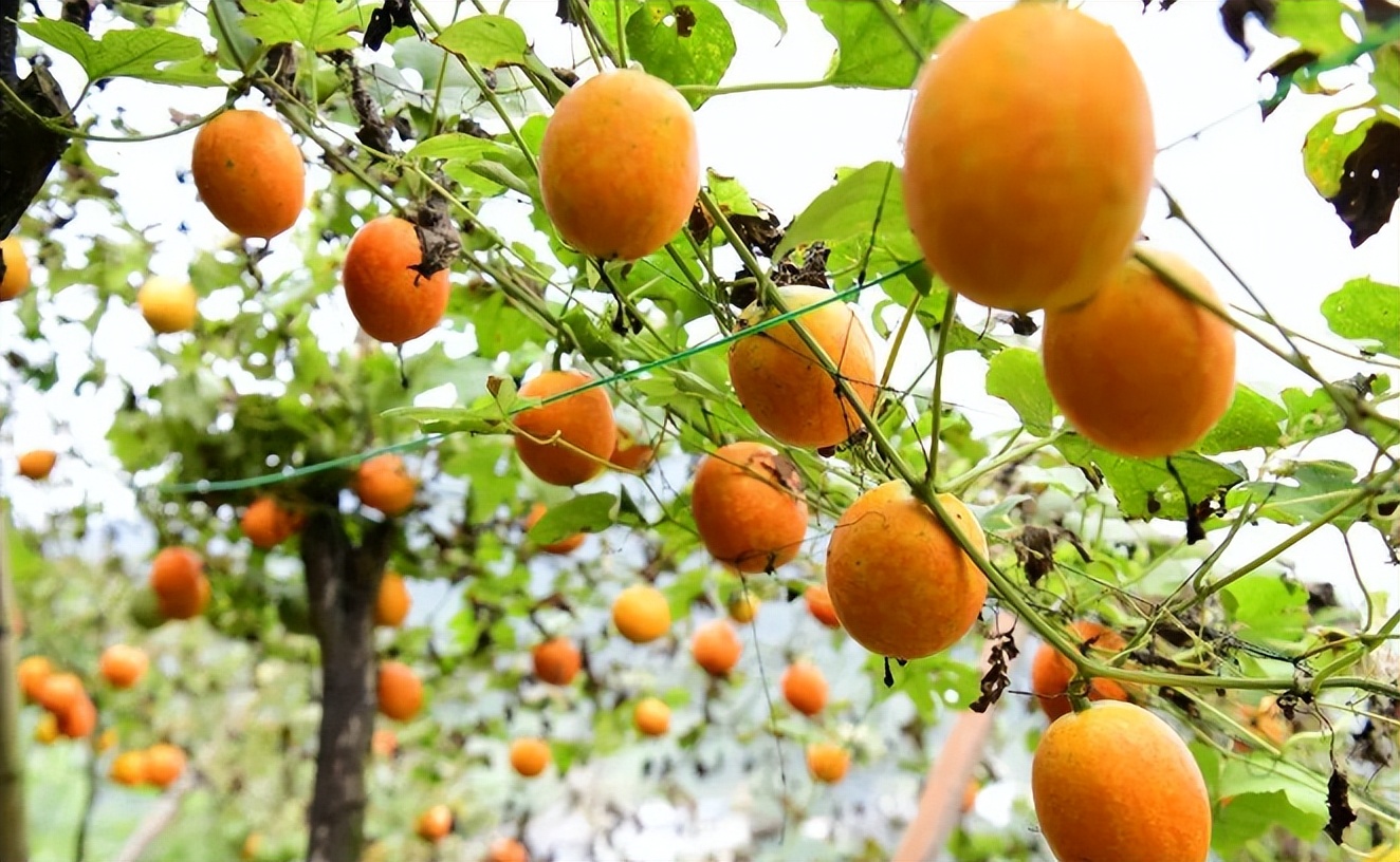 曾被认为有毒吃不得,如今却在大量种植,还被当地人称为"金瓜"