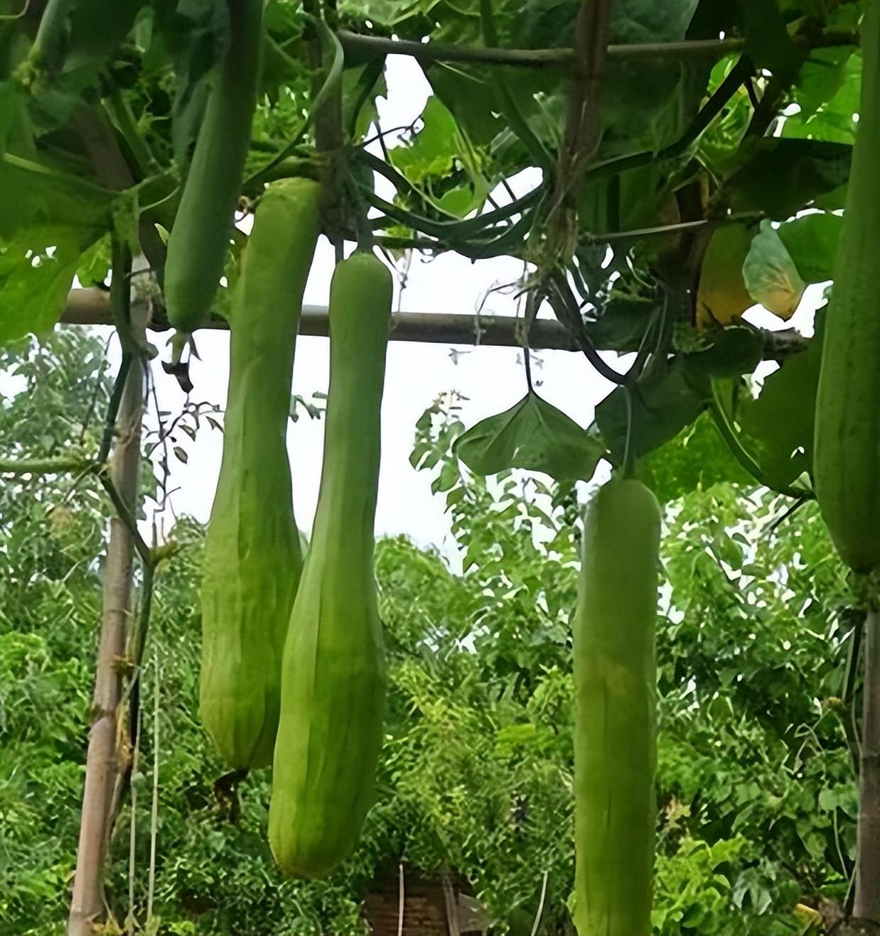 神奇的蔬菜砍瓜隨吃隨砍砍後還能長出來