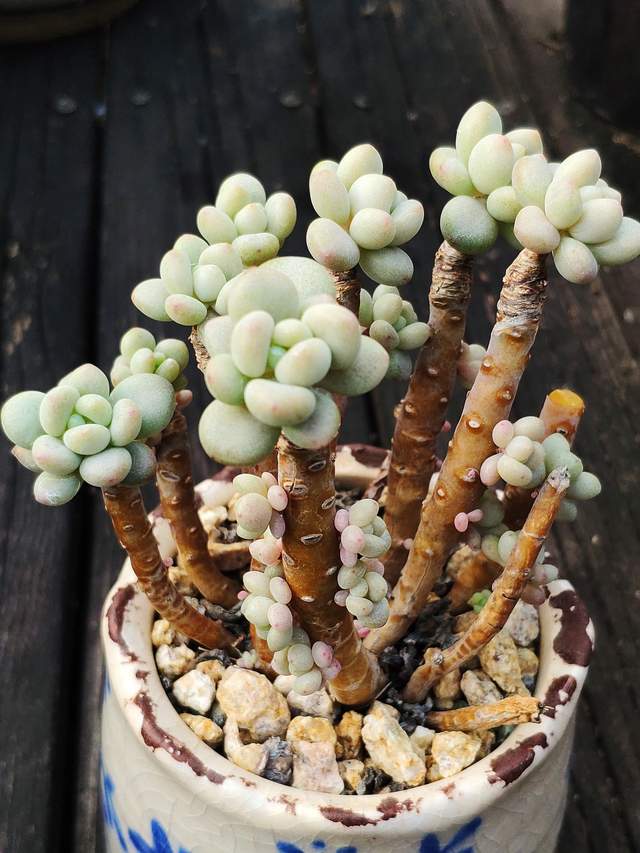 克洛伊形态差距很大,洛可可也各不相同,品种控只能说好看就行了