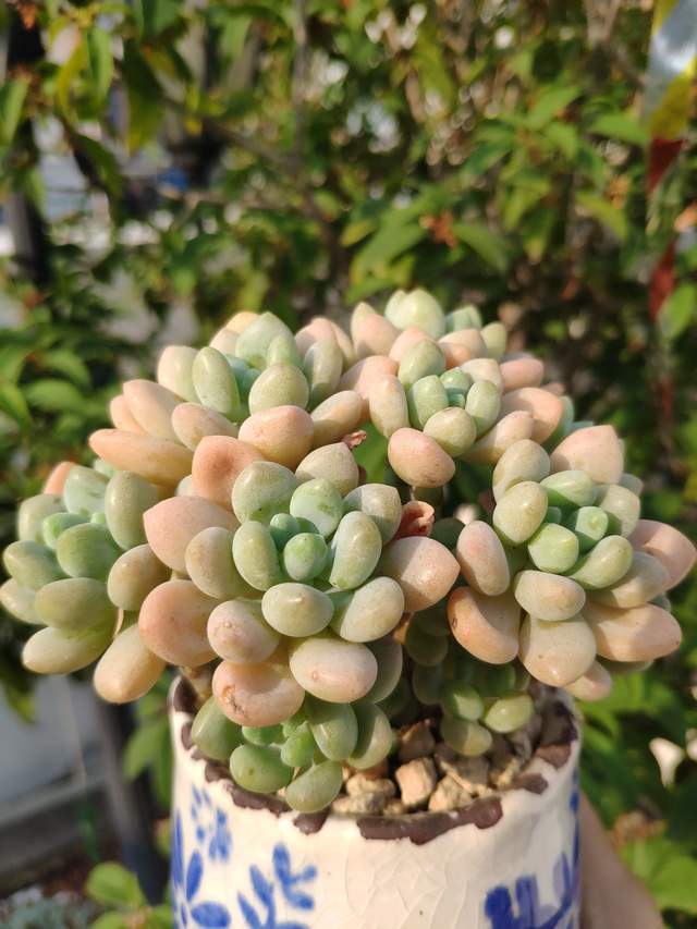 克洛伊形态差距很大,洛可可也各不相同,品种控只能说好看就行了