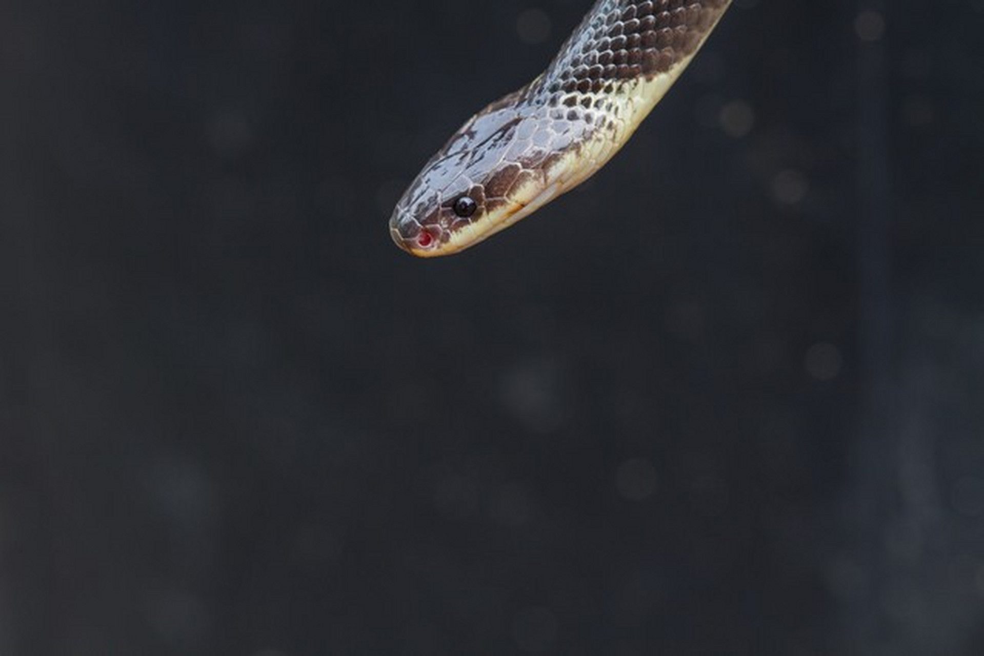 银环蛇的毒性有多大图片