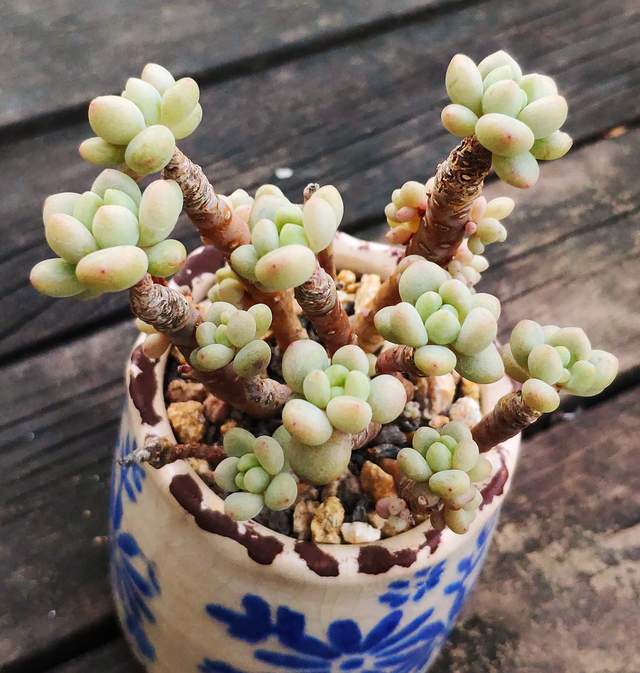 克洛伊形态差距很大,洛可可也各不相同,品种控只能说好看就行了