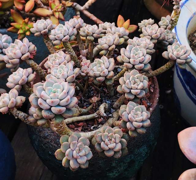 克洛伊形态差距很大,洛可可也各不相同,品种控只能说好看就行了