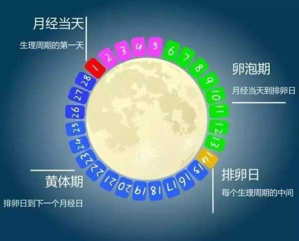女人一生排几个卵子_女人一生排卵有多少个