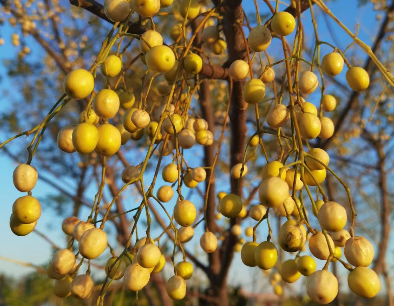 苦楝子,又称金铃子,楝枣子,有3大效能,农民朋友必知!