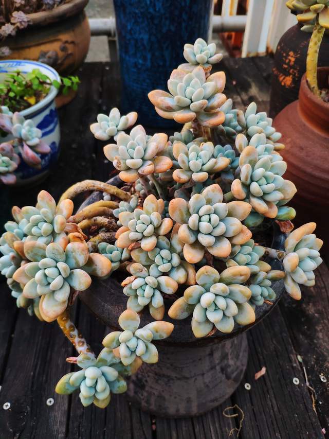 克洛伊形态差距很大,洛可可也各不相同,品种控只能说好看就行了