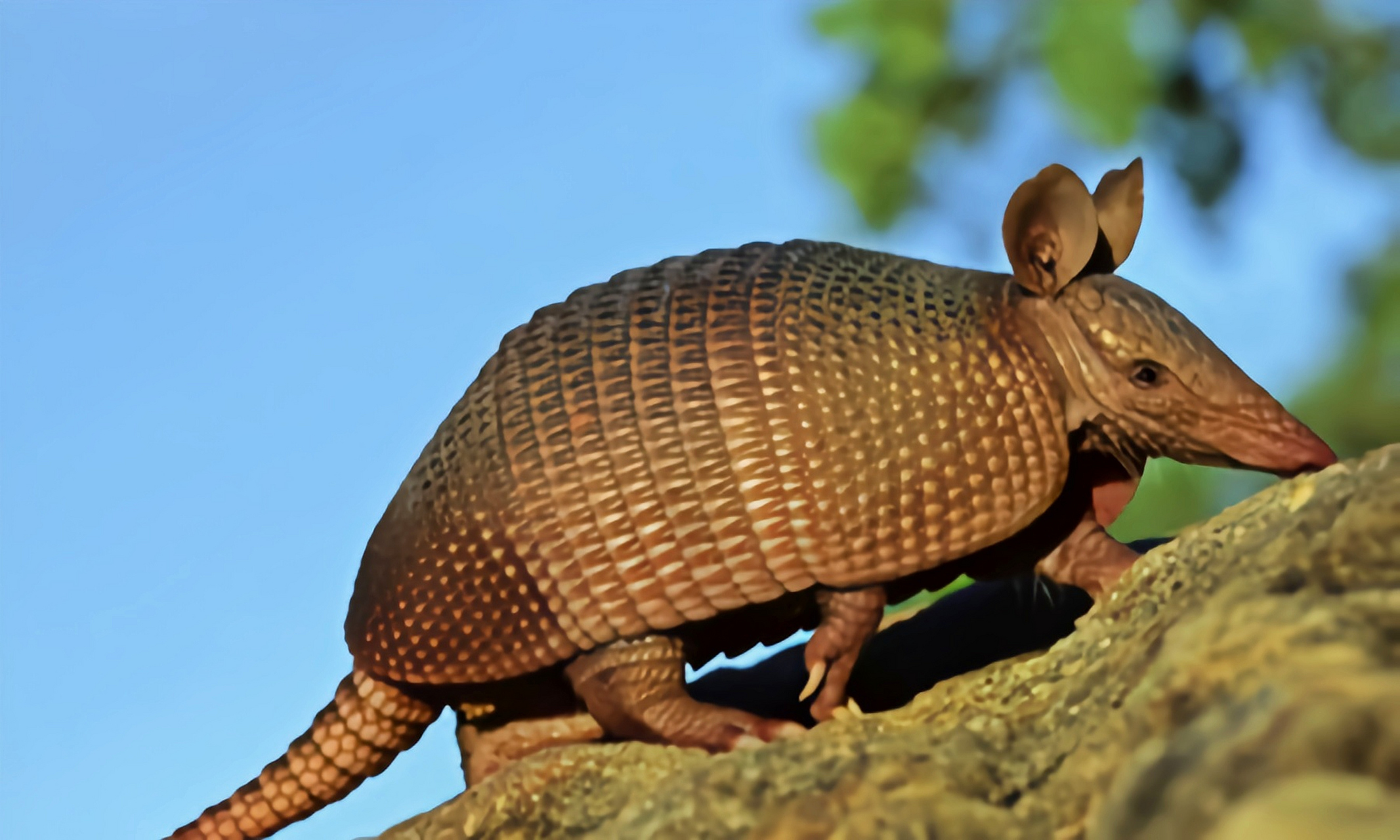 跨年创作挑战赛# 七带犰狳别名巴西小长鼻犰狳.