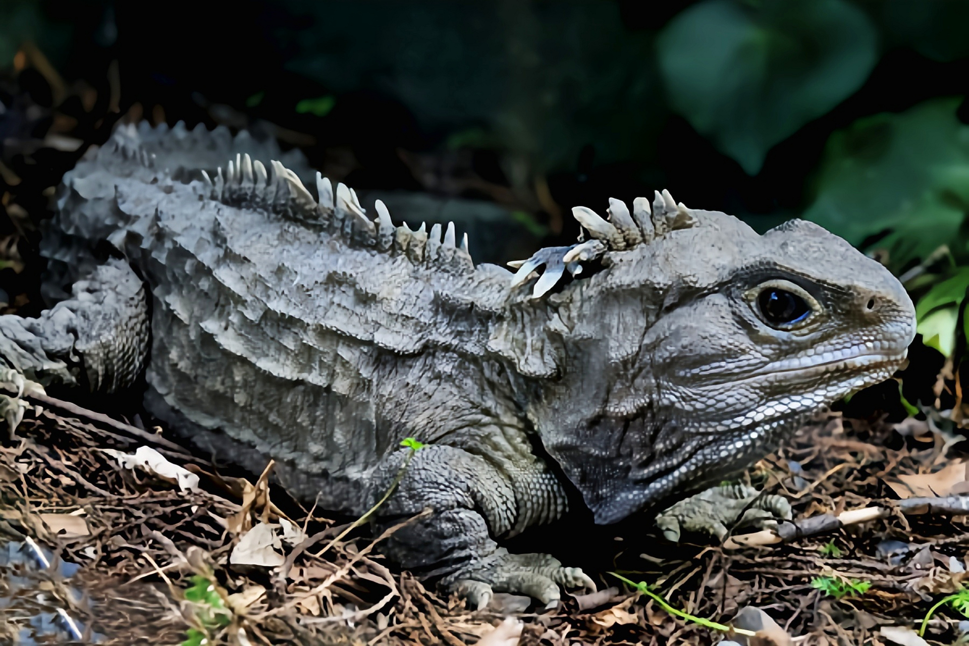 跨年创作挑战赛# 刺背鳄蜥是古老的爬行动物之一,出现在两亿多年前的