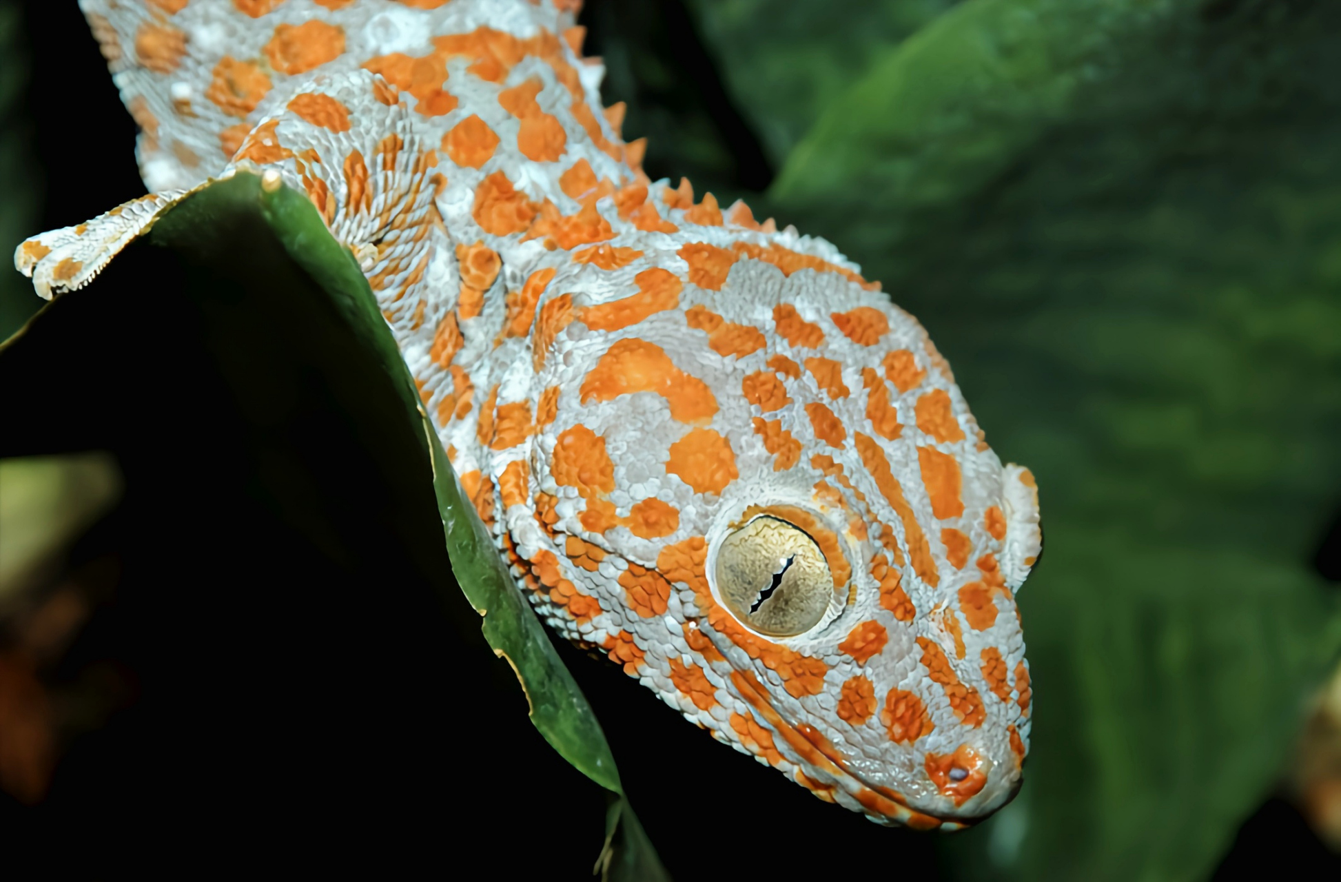 跨年创作挑战赛# 大壁虎别名大守宫,我国二级重点保护动物,共2个亚种