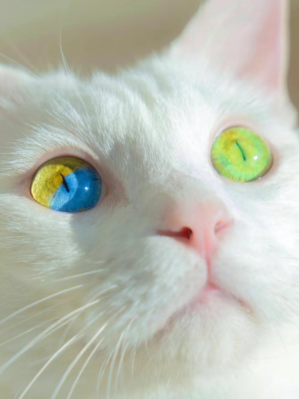 这猫咪的眼睛好像琉璃,太漂亮了 #跨年创作挑战赛