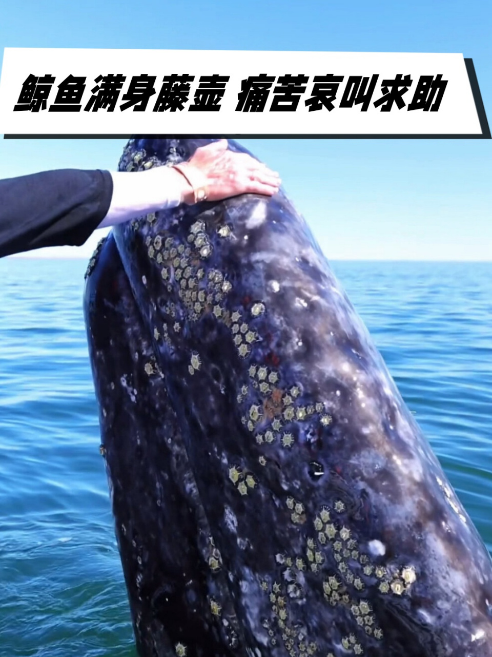 鲸鱼满身藤壶 痛苦哀叫求助	  鲸鱼身上满是藤壶,痛苦地哀叫着寻求
