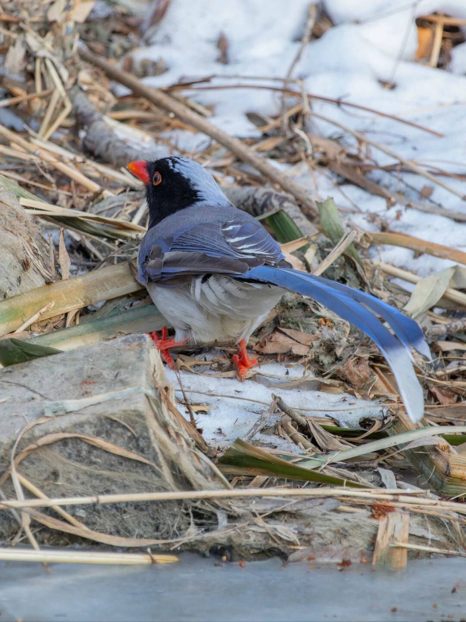快来看  红嘴蓝鹊,学名urocissa erythroryncha,是一种引人注目的鸟类