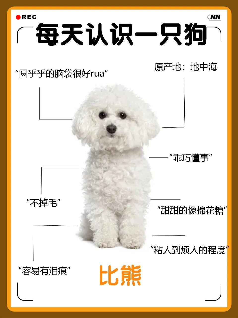 卷毛比熊犬的名字图片