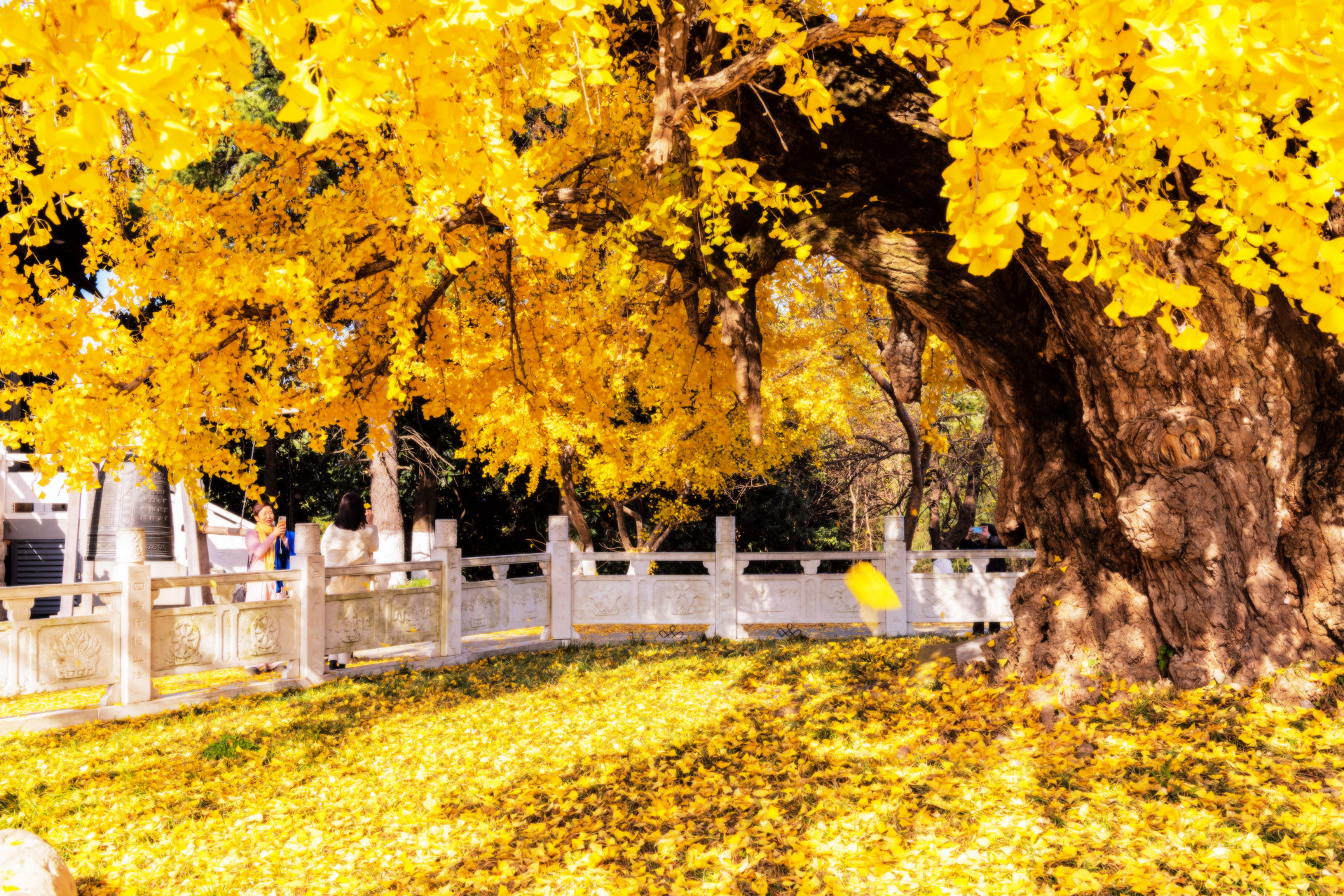 南京观赏银杏最好的地方——惠济寺 2023年秋,惠济寺被金黄覆盖,如