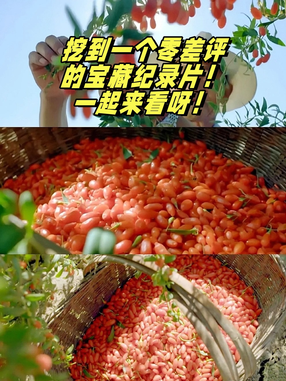 躬行大地,翻山越岭,只为遇见疗愈生命的中国 本草中国第二季纪录片