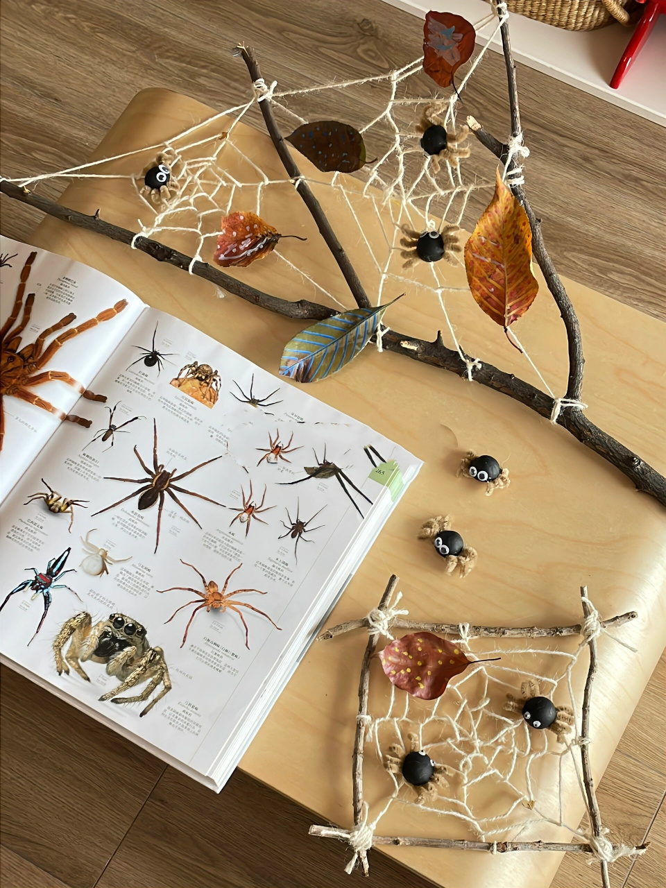 万圣节手工 树枝果壳就可以做蜘蛛 蜘蛛网  这次,我和小满一起制作了