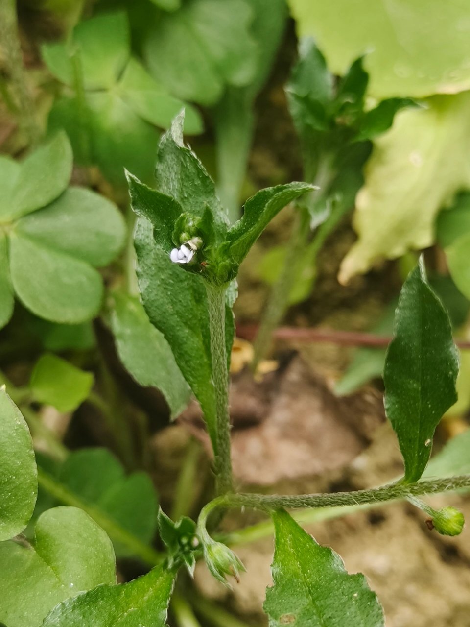 每天认识一种植物—斑种草  别名:细茎斑种草 🌱科属归属:紫草科斑
