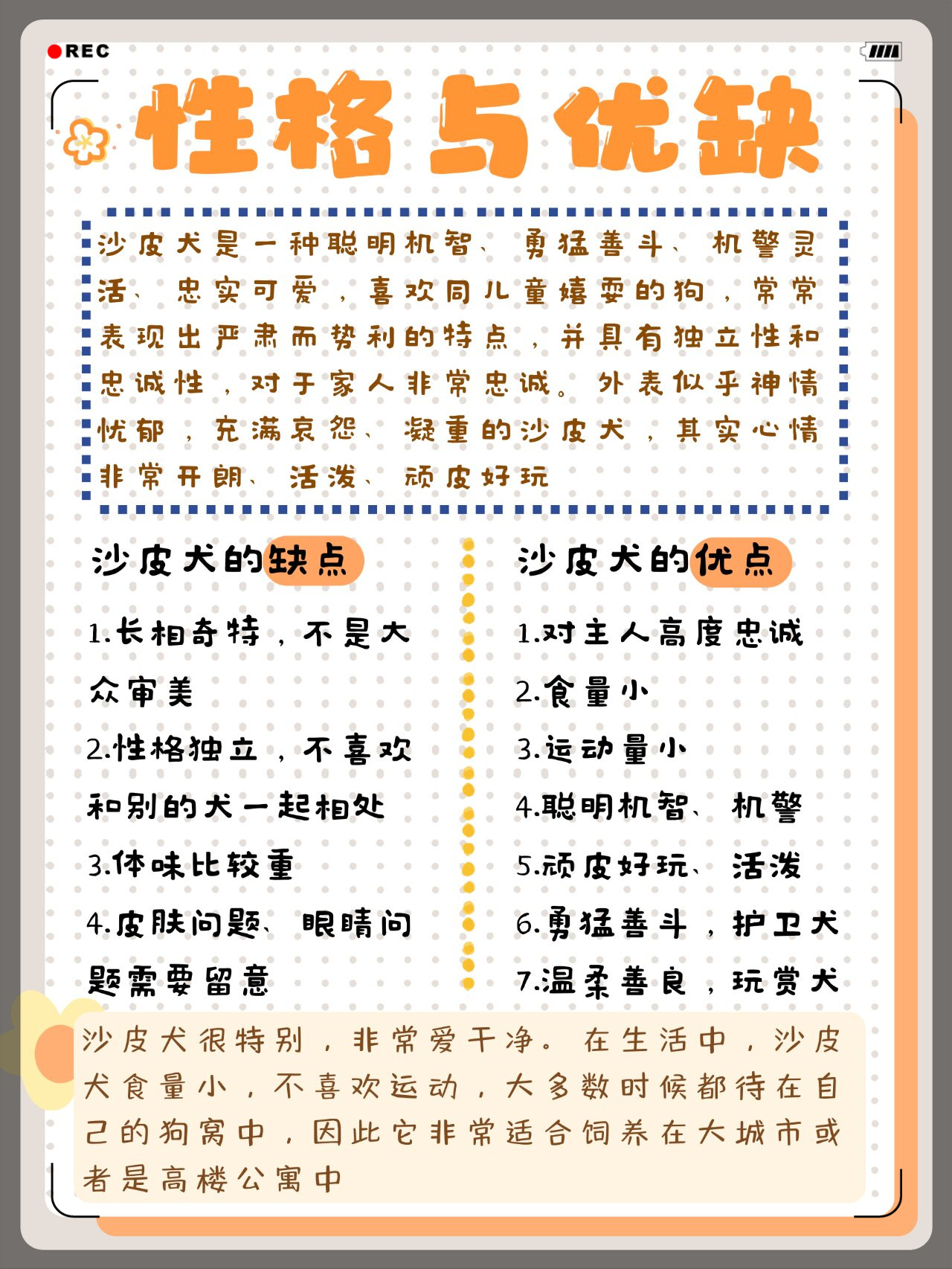 沙皮犬,濒临灭绝的中华瑰宝  中国斗牛犬沙皮狗,原产于广东南海县