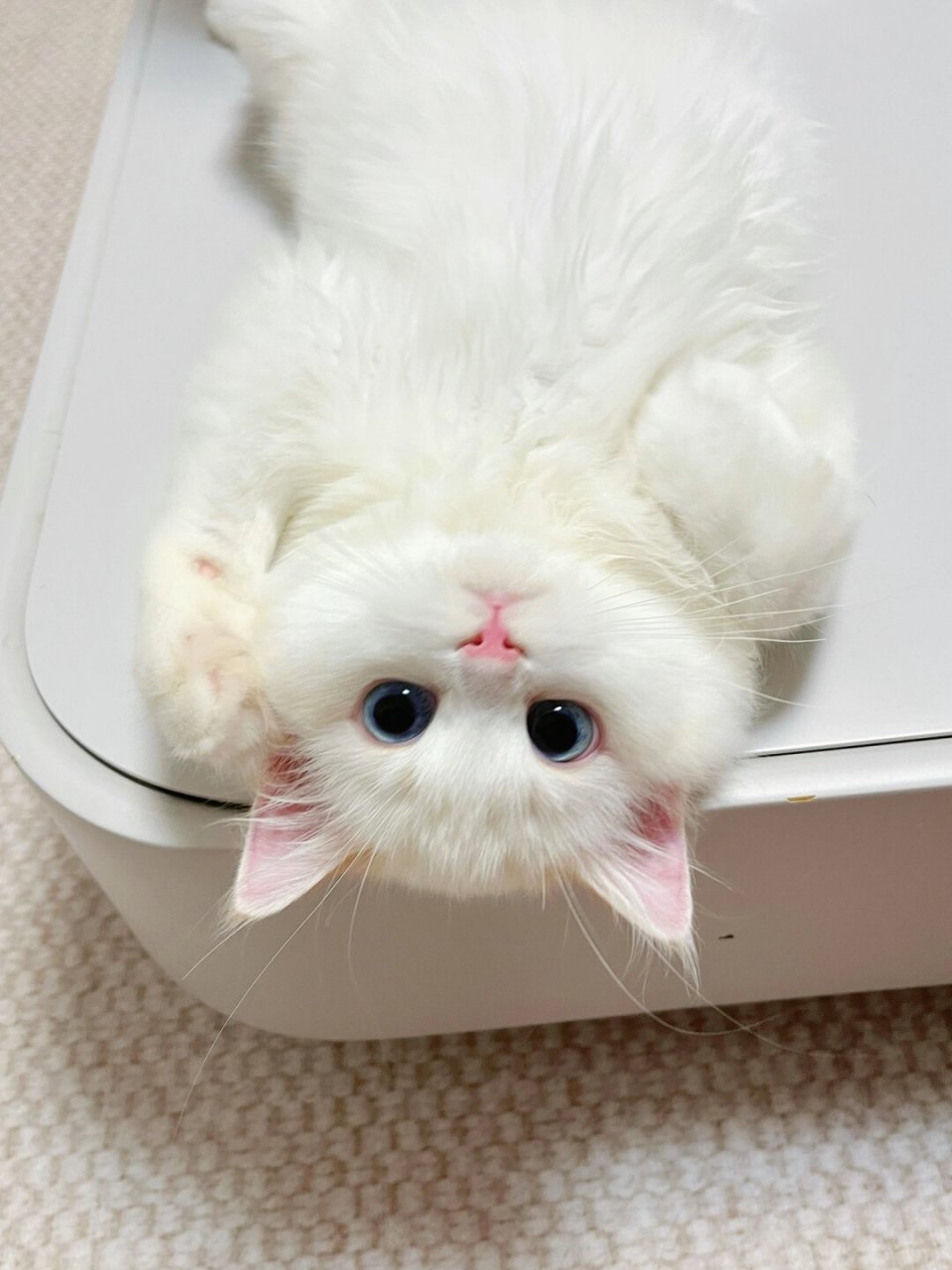 每次看到它们四脚朝天的样子,我都忍不住想去摸摸它们的小肚子,感受那