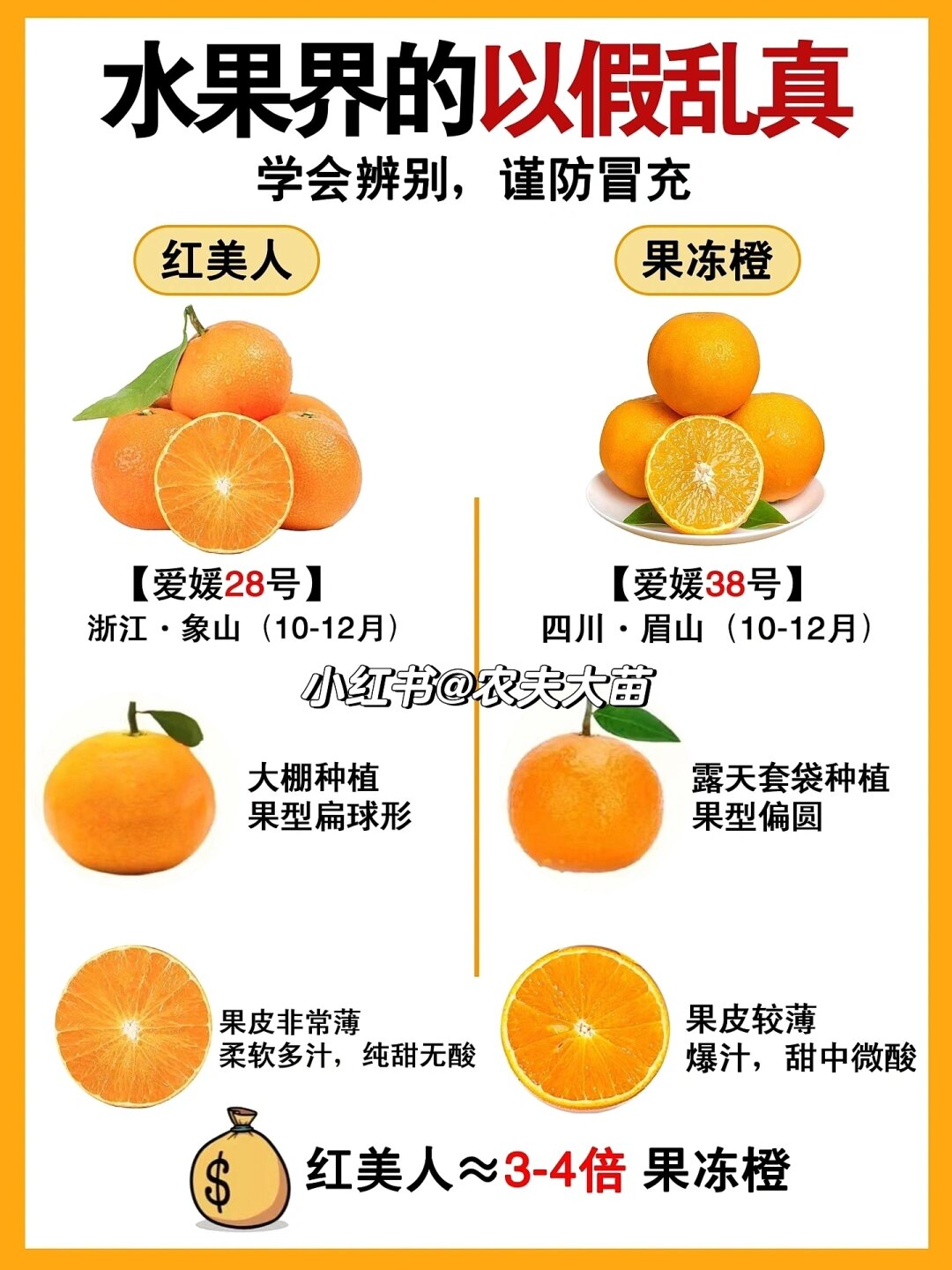 【爱媛橙】&【红美人】 其实都是爱媛品种,爱媛28号从日本引进国内