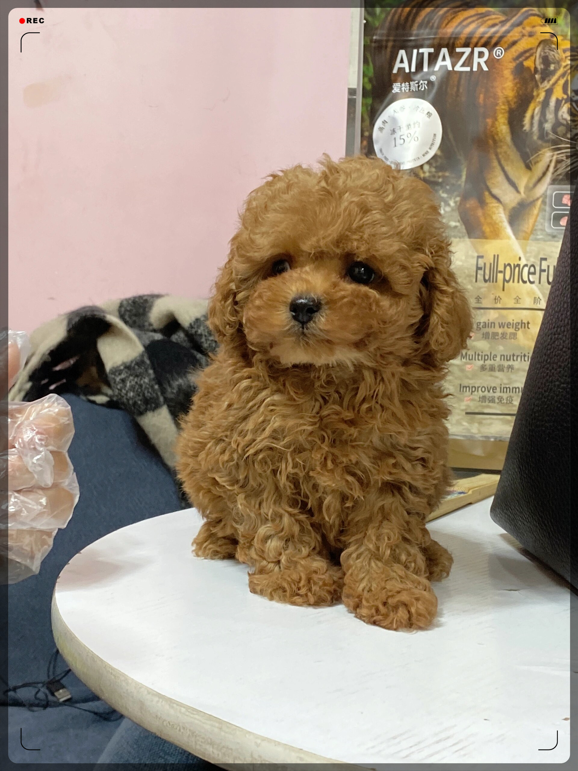 为什么泰迪 为什么泰迪