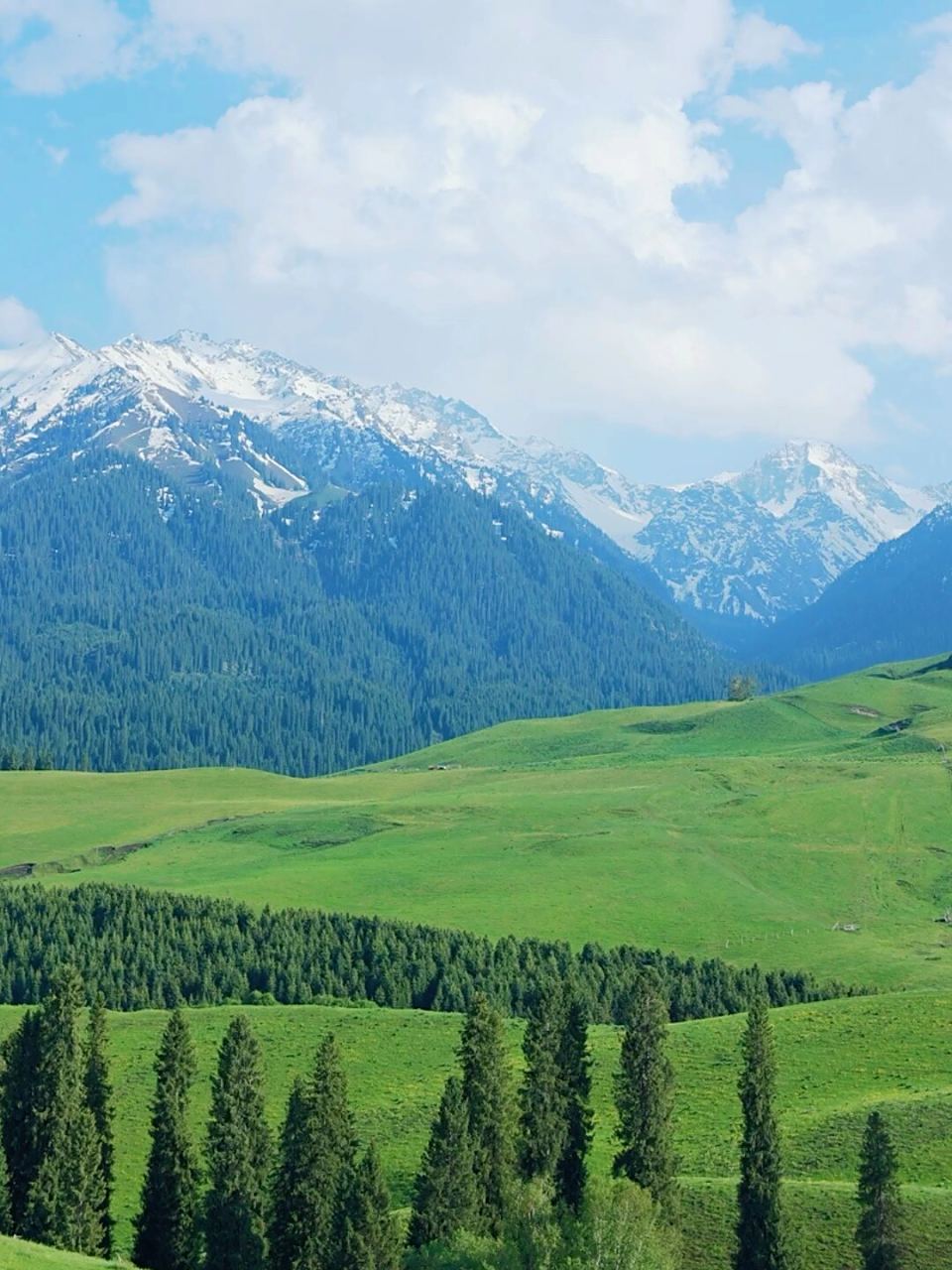草绿了花开了,会动的恰西草原美如画～  91问候大家,我是糖衣,每日
