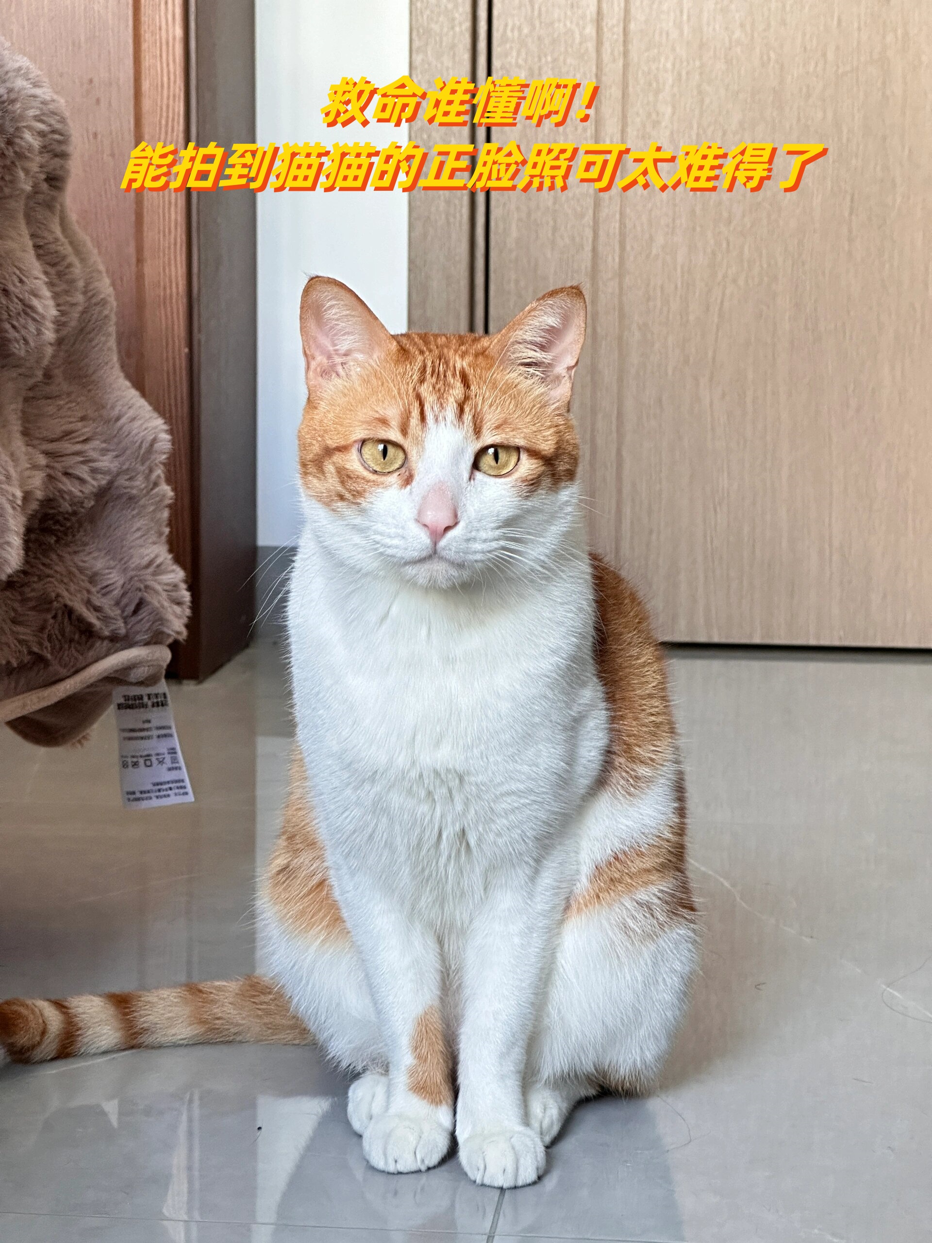 猫猫正脸照片图片