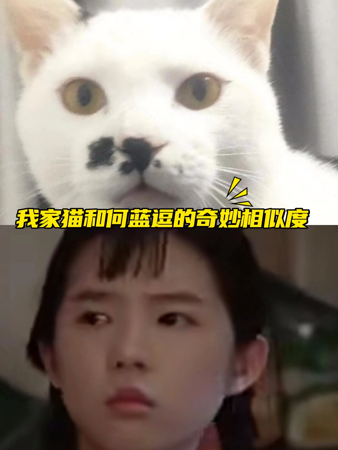 我家猫的小表情,动作都好像何蓝逗在电影中的演绎,真的是越来越像