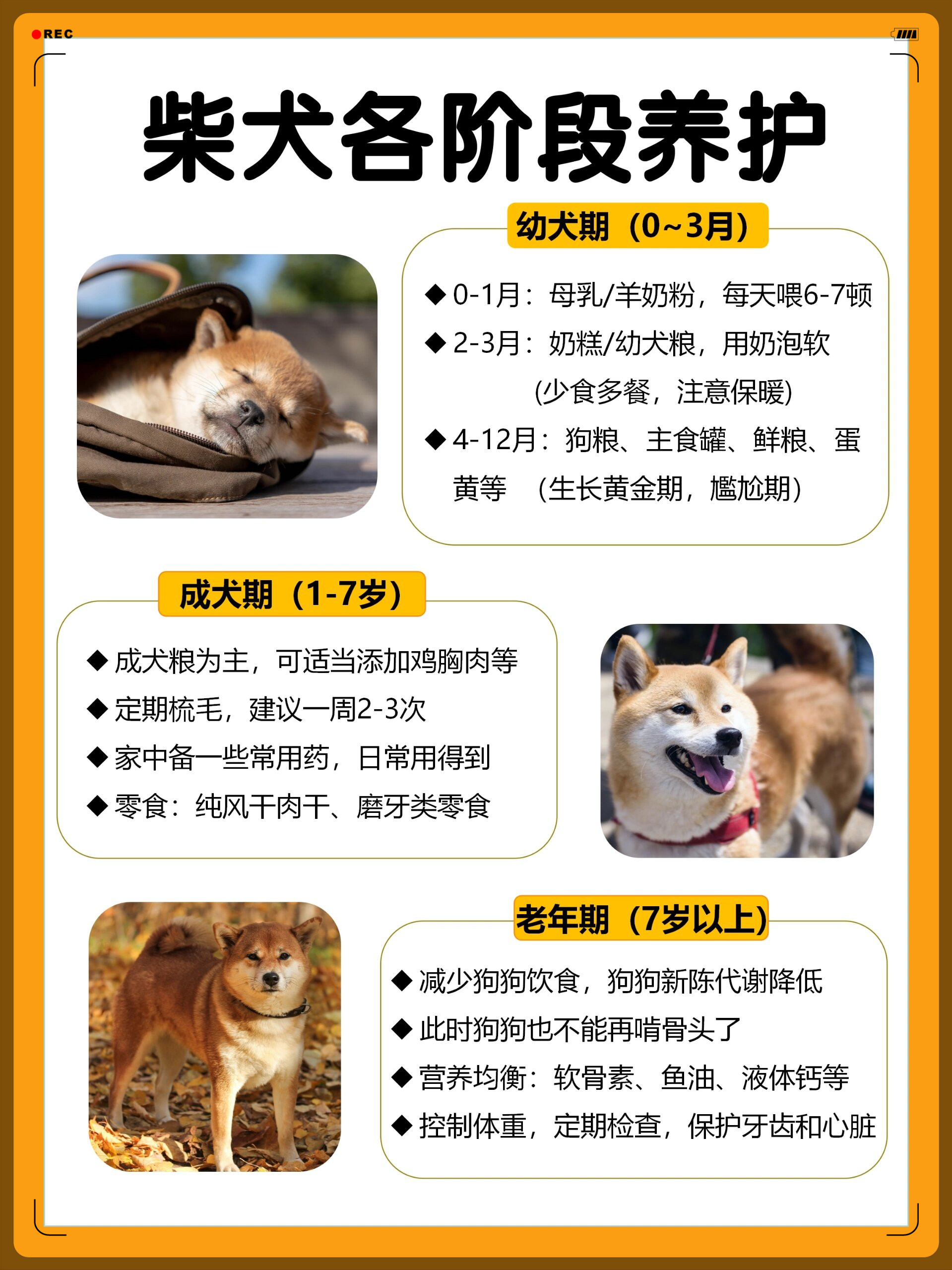 柴犬取名图片