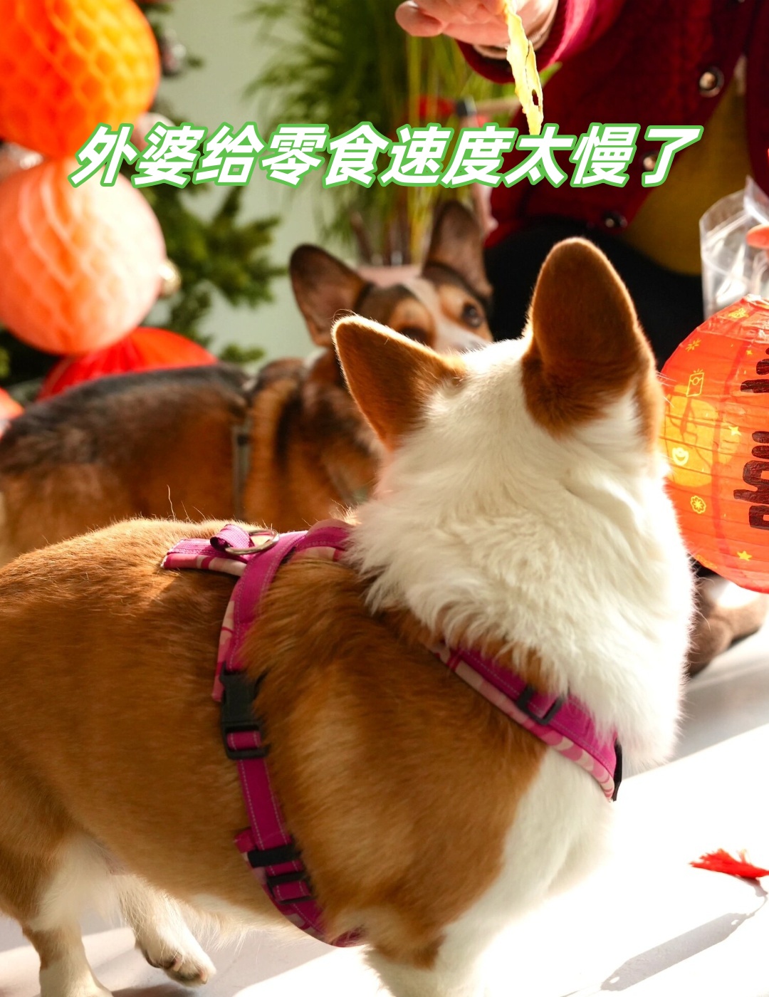 它们眼巴巴地盯着外婆手中的零食迫不及待地想要品尝美味