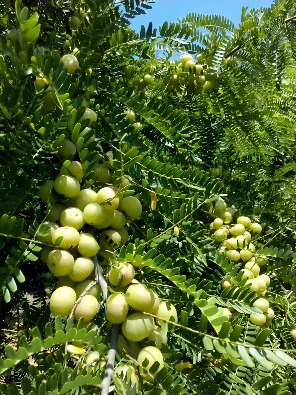 榨油的植物忍子图片图片